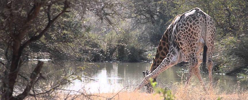 mohlabetsi safari lodge game viewing