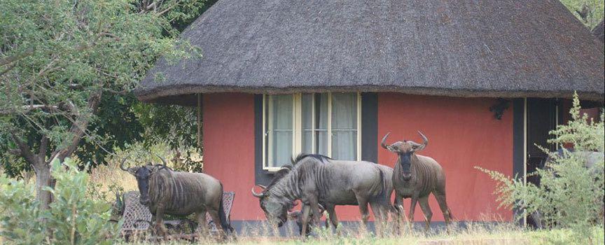 mohlabetsi safari lodge rondavel