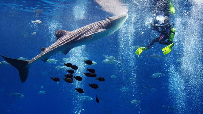 activities in seychelles