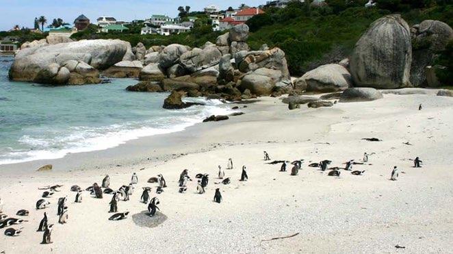 cape town beaches boulders beach with cape penguins