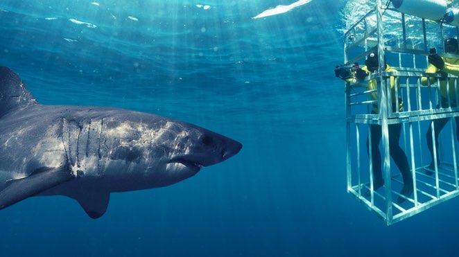 dive with great white shark cage diving