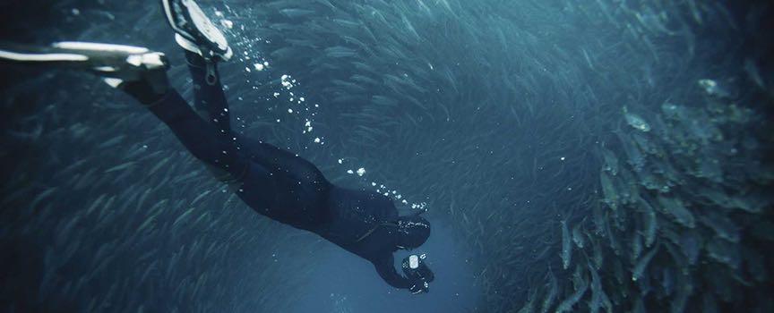the sardine run diver