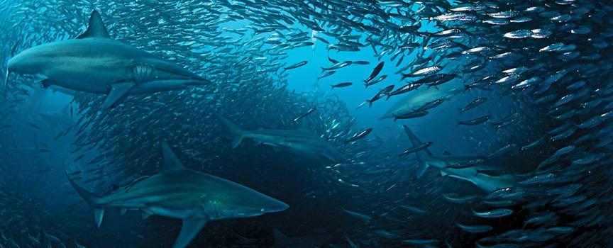 the sardine run sharks