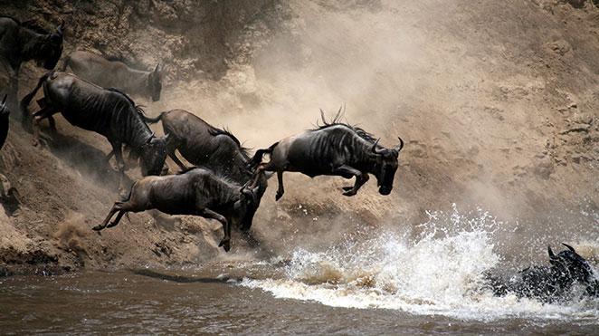 wildebeest crossing the running river below