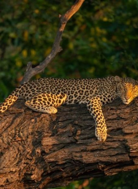 /african and indian ocean holiday images uploaded/cape town to victoria falls explorer tour/itinerary images 2024/cape town to victoria falls explorer tour widget image.webp