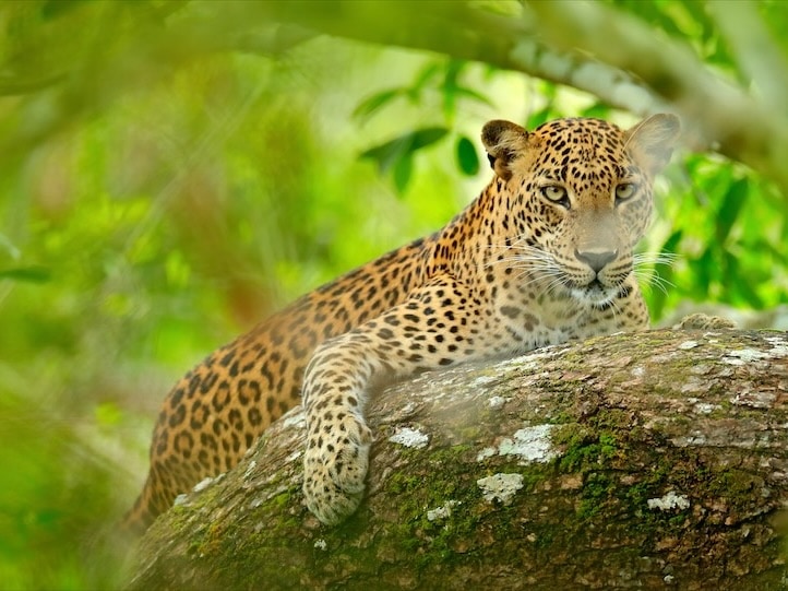 Card image cap