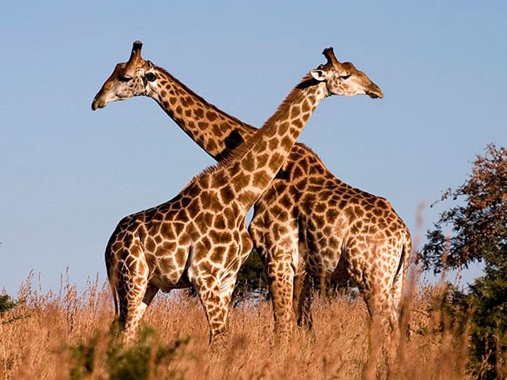 kafue national park zambia