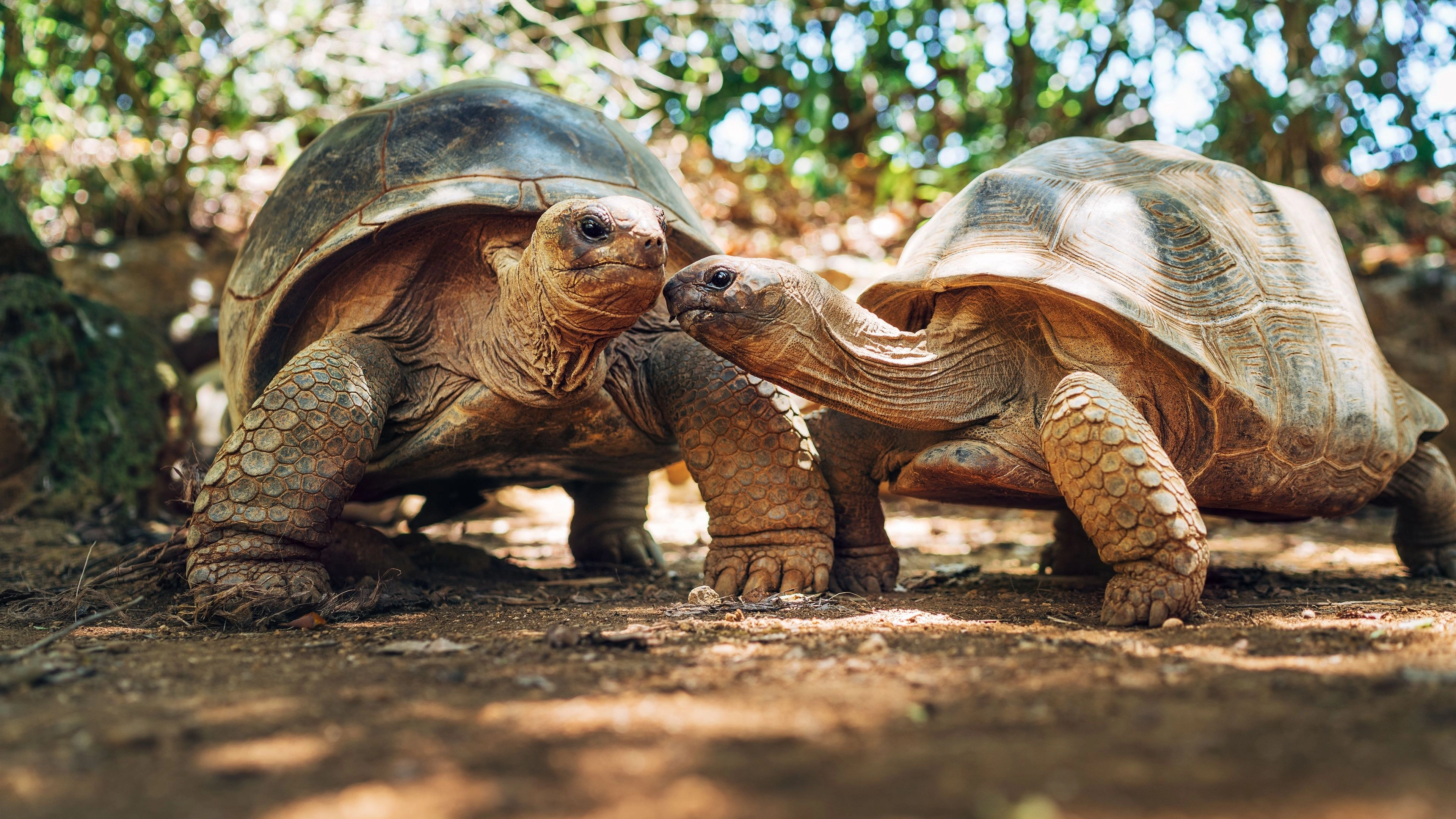 Africa Collection Holiday