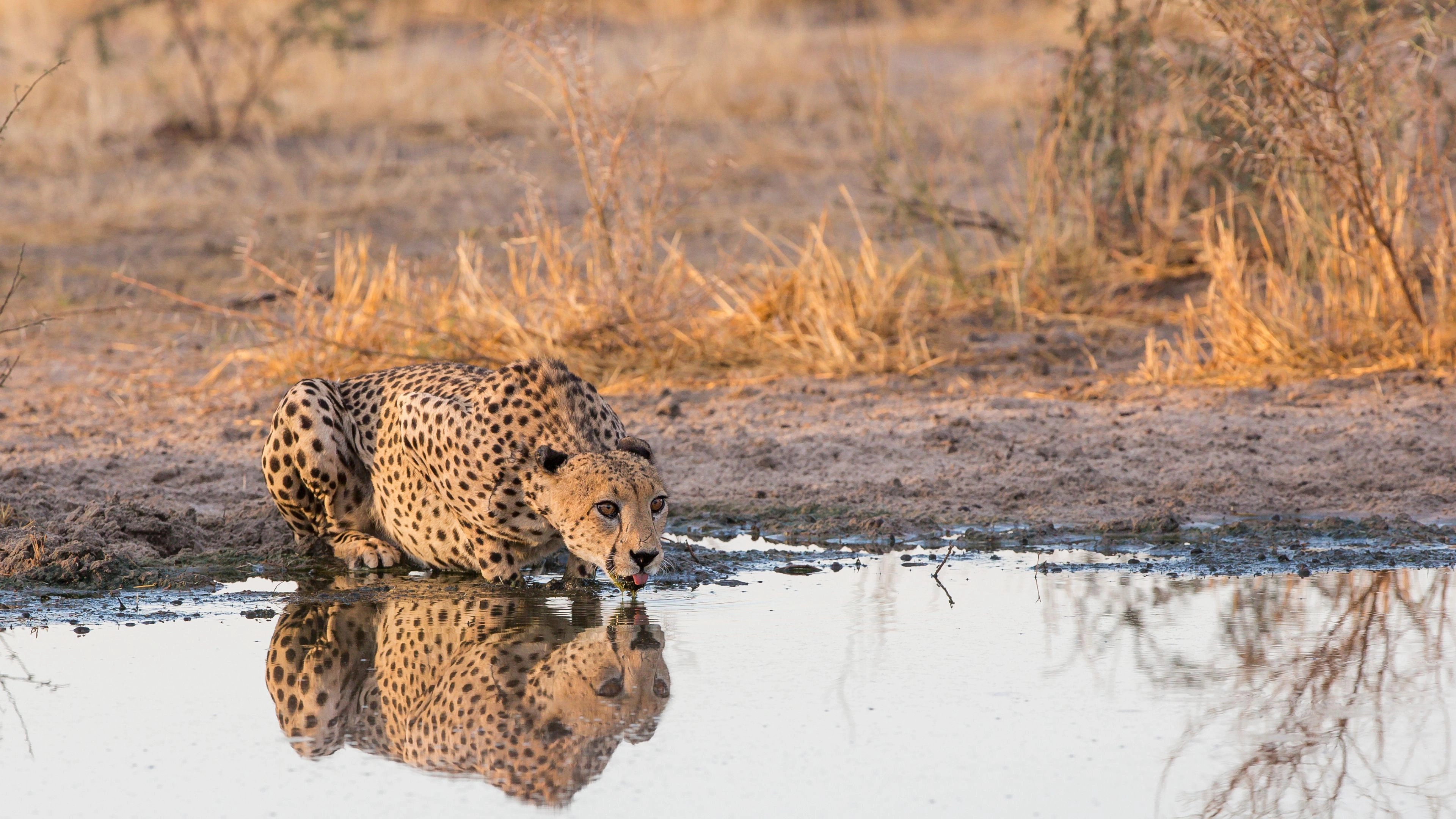 Africa Collection Holiday