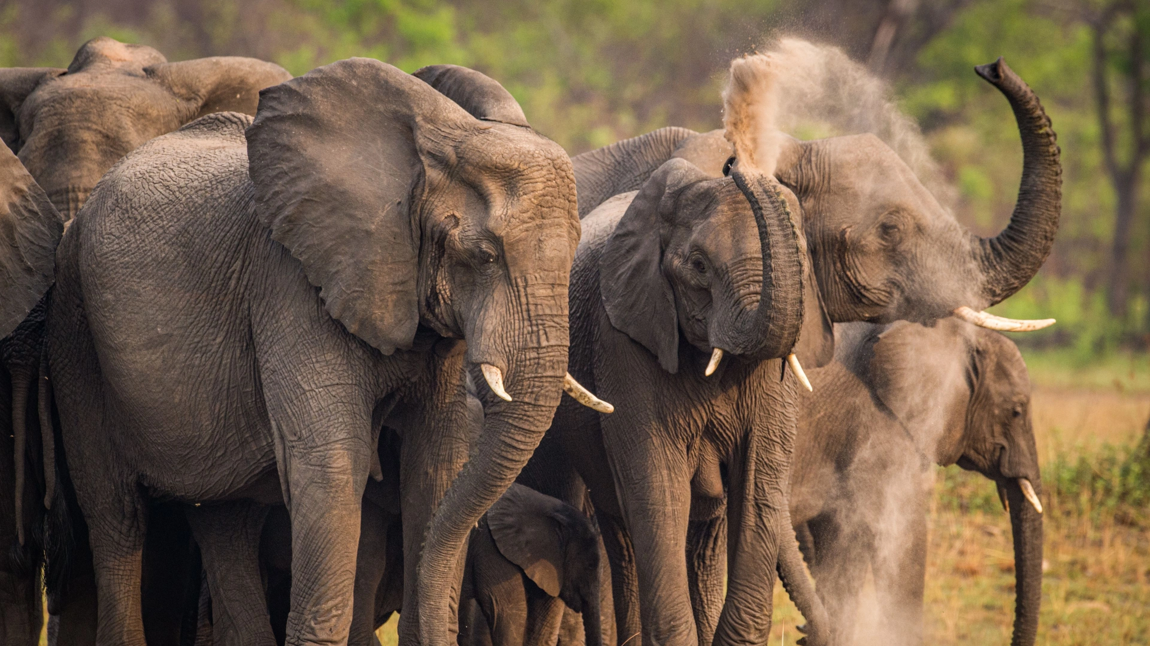 Africa Collection Holiday