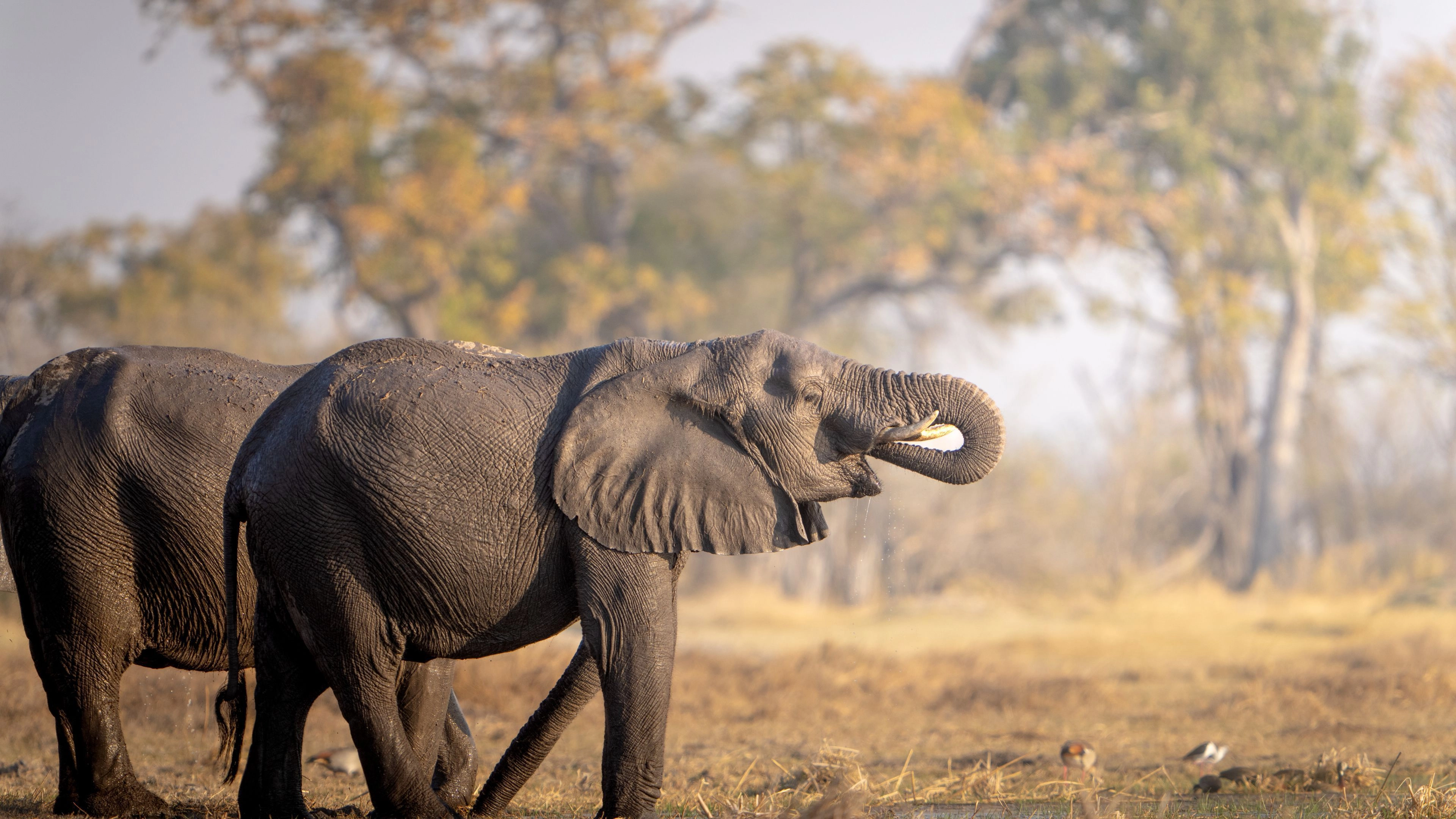 Africa Collection Holiday