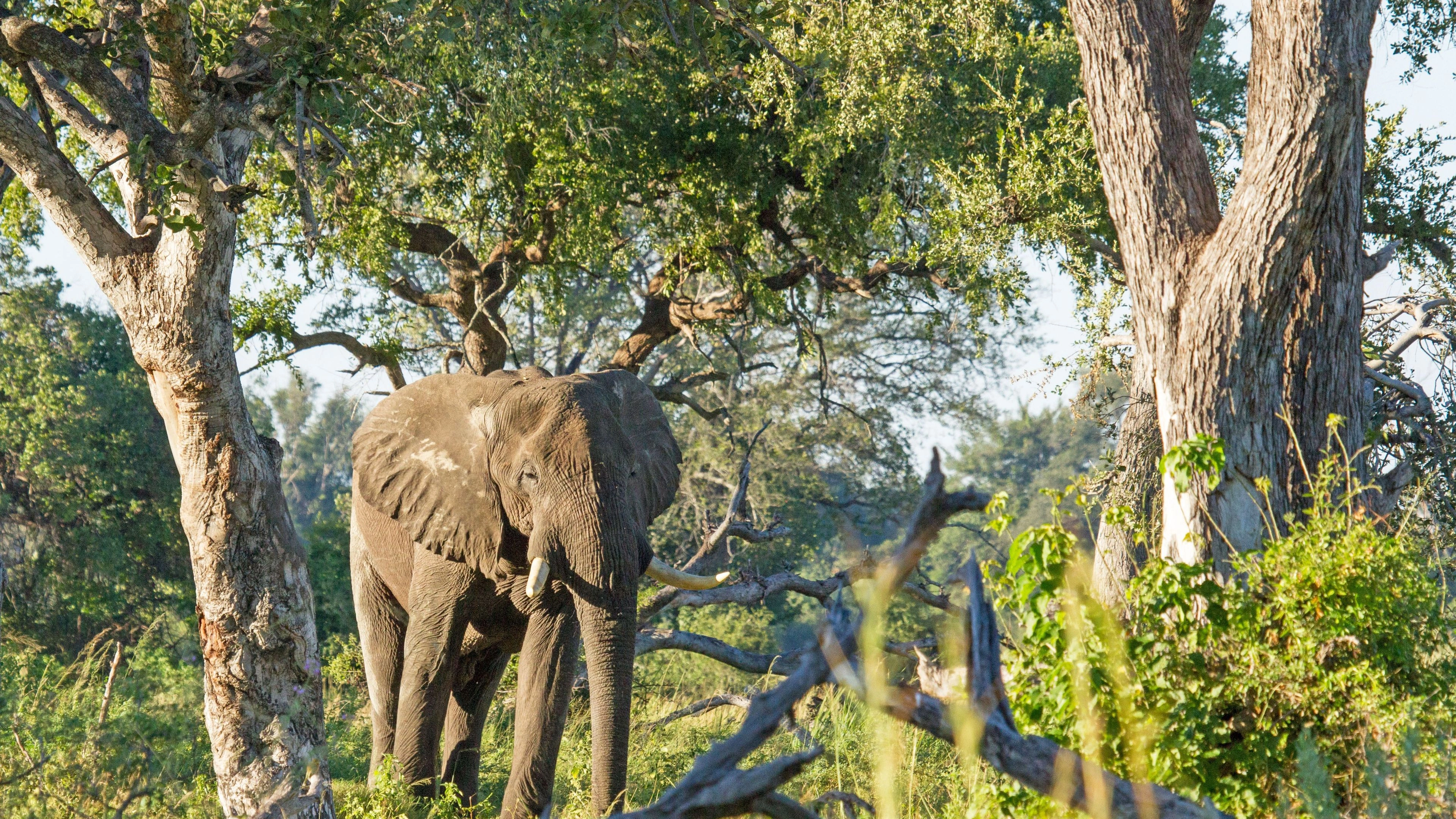 Africa Collection Holiday