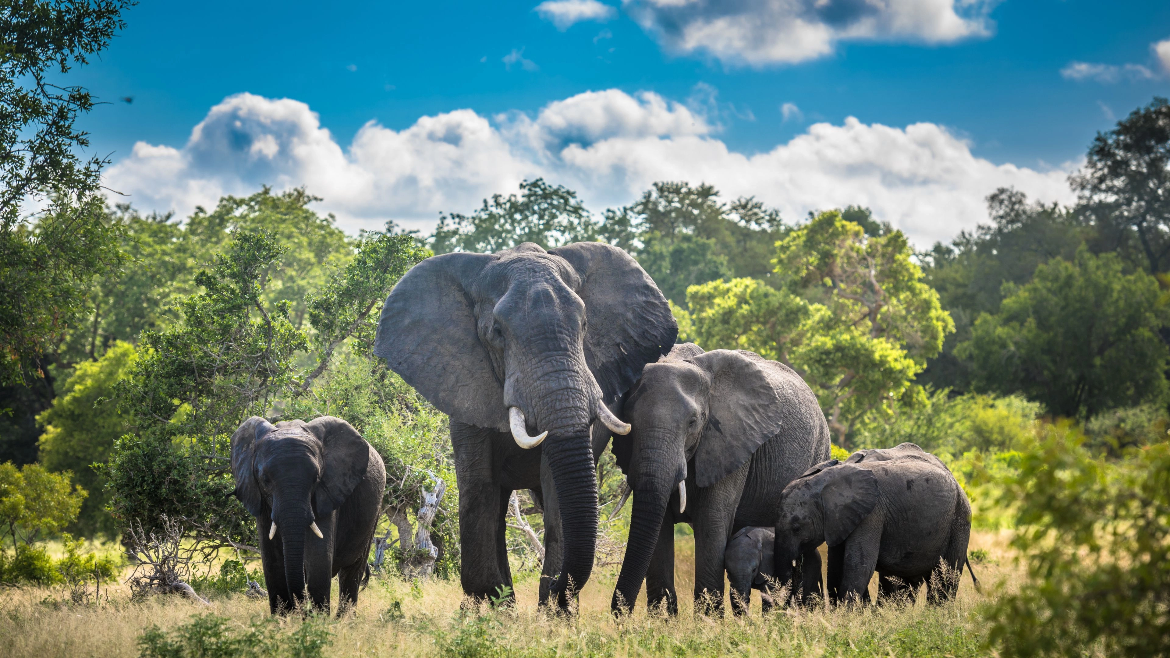 Africa Collection Holiday