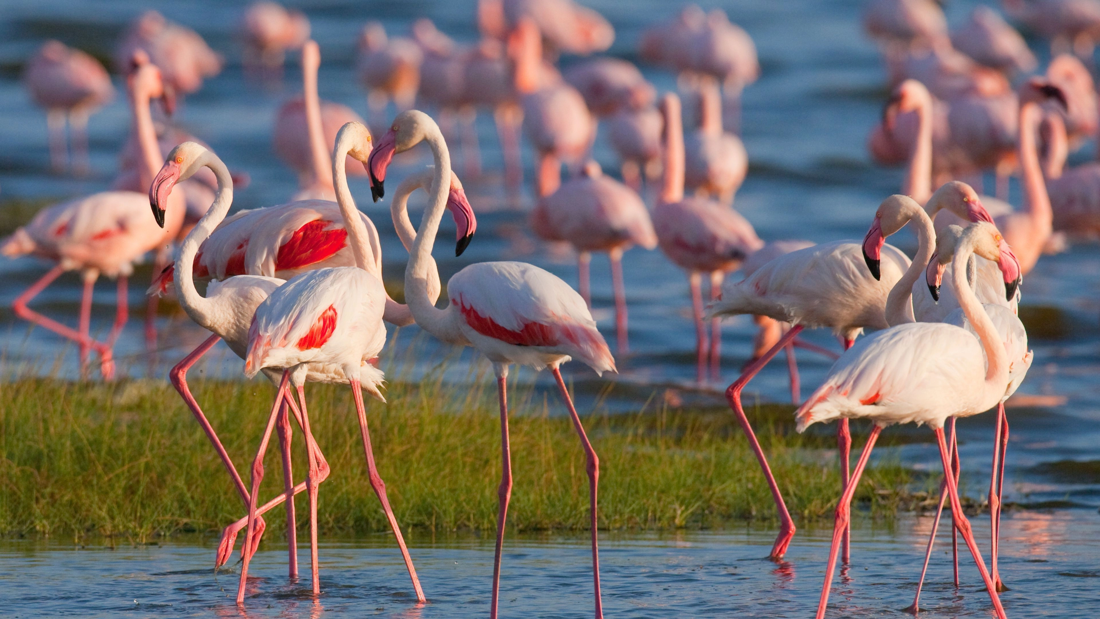 Africa Collection Holiday