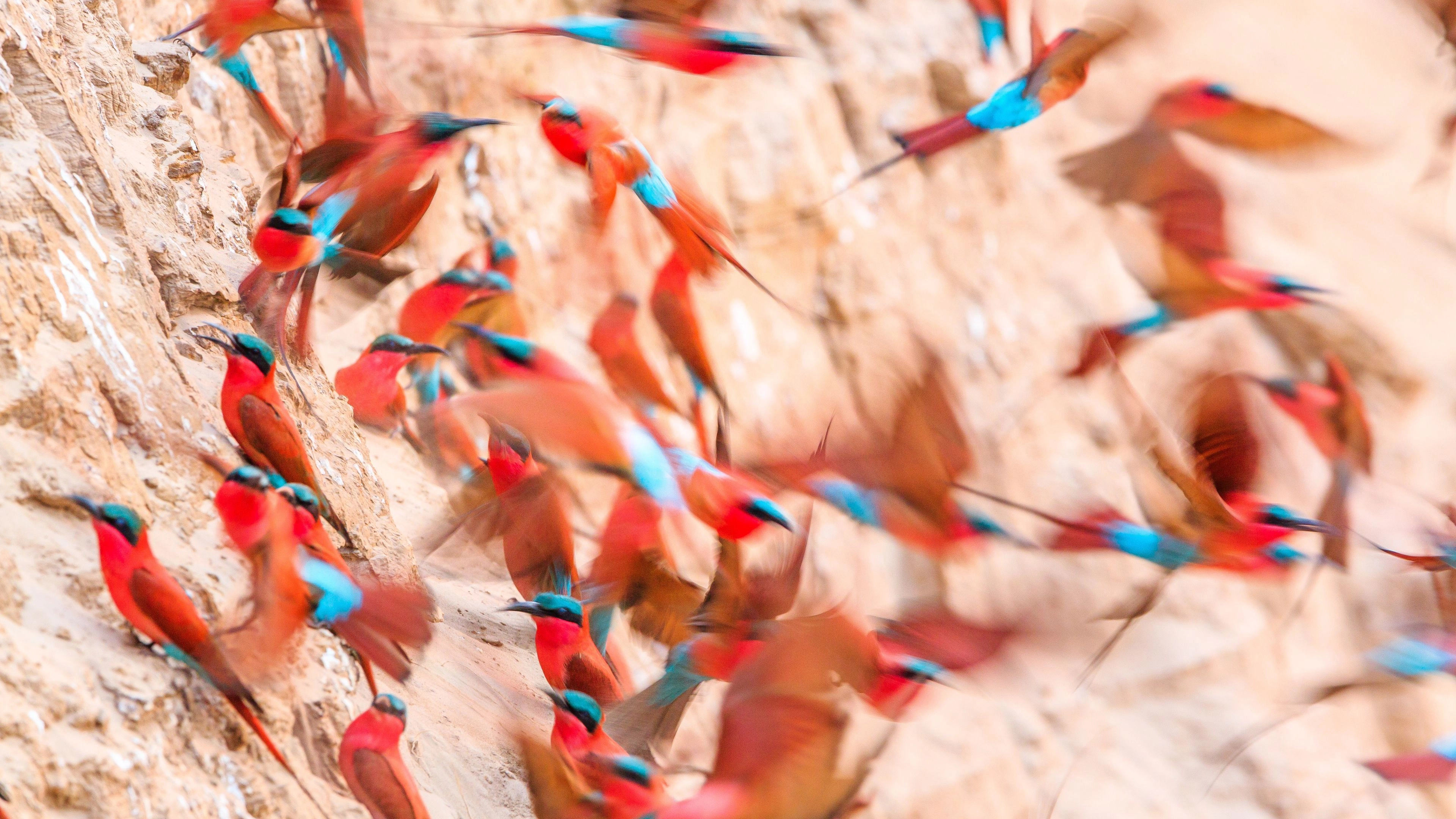 Africa Collection Holiday