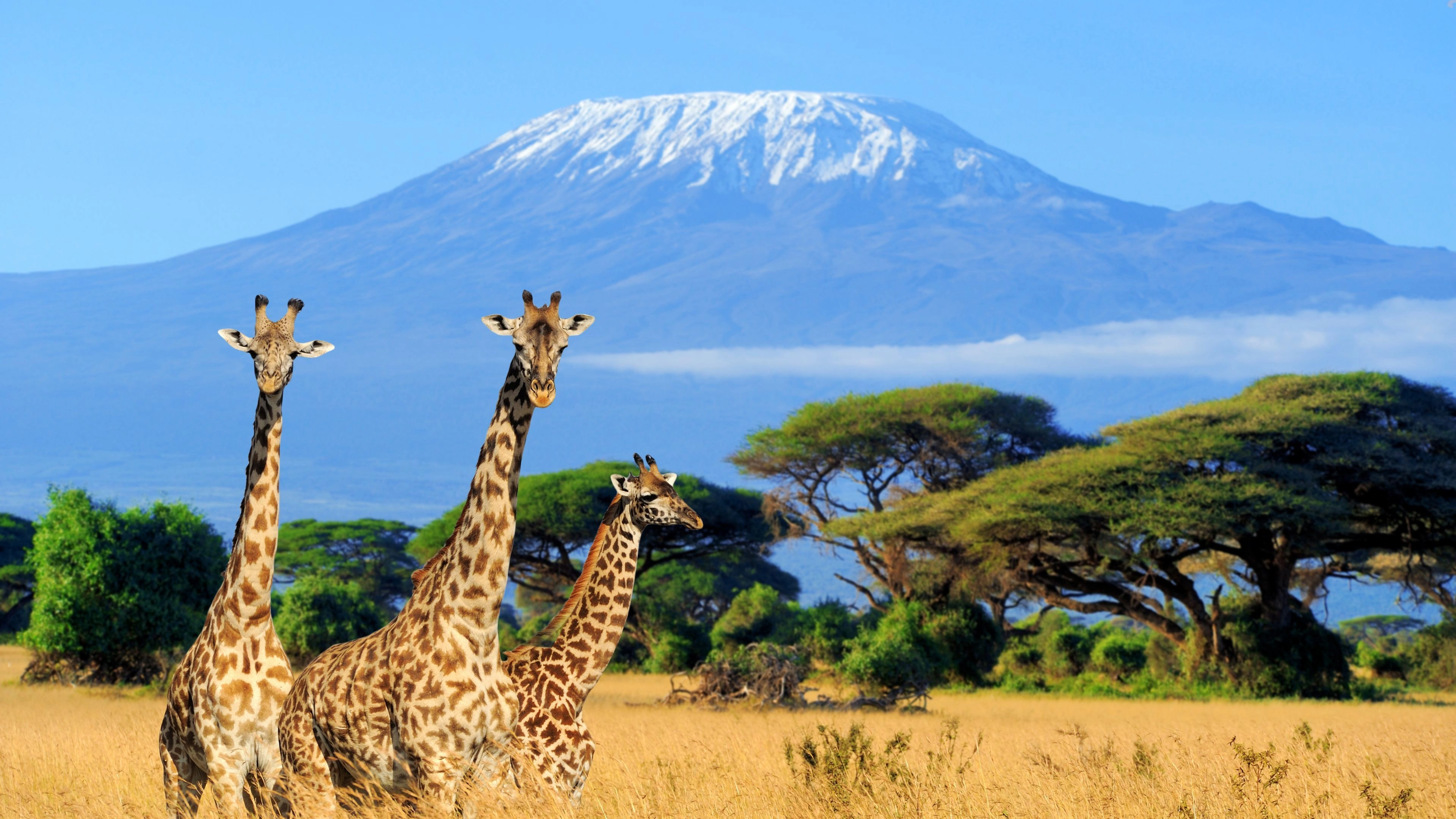 Africa Collection Holiday