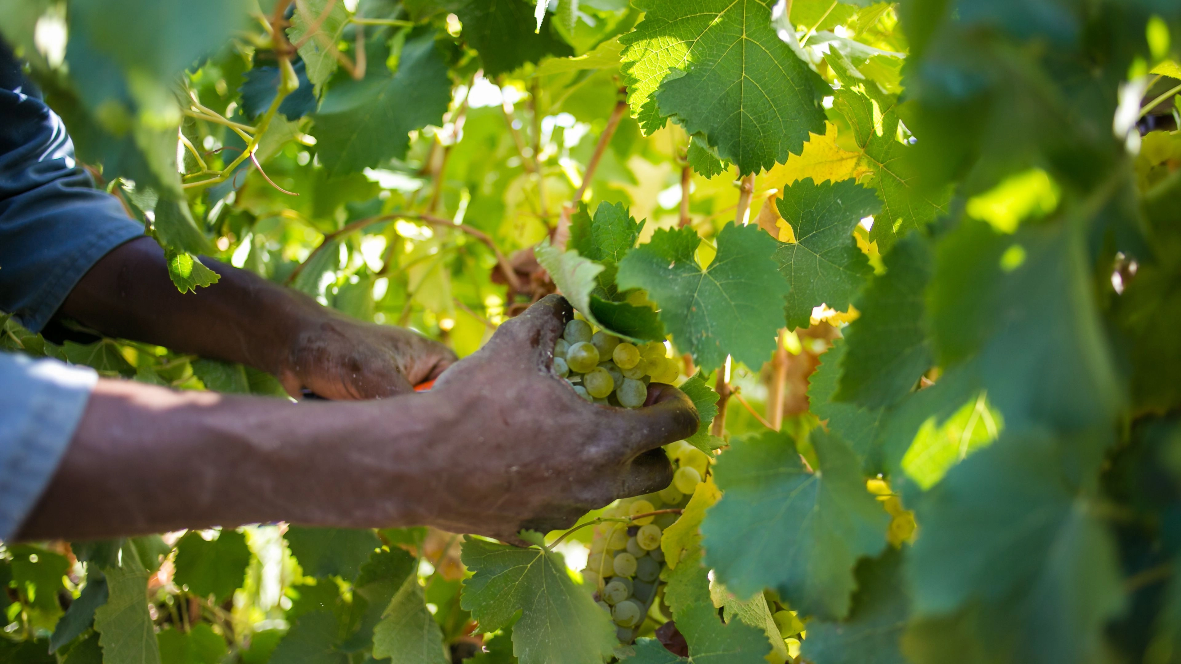 Africa Collection Holiday