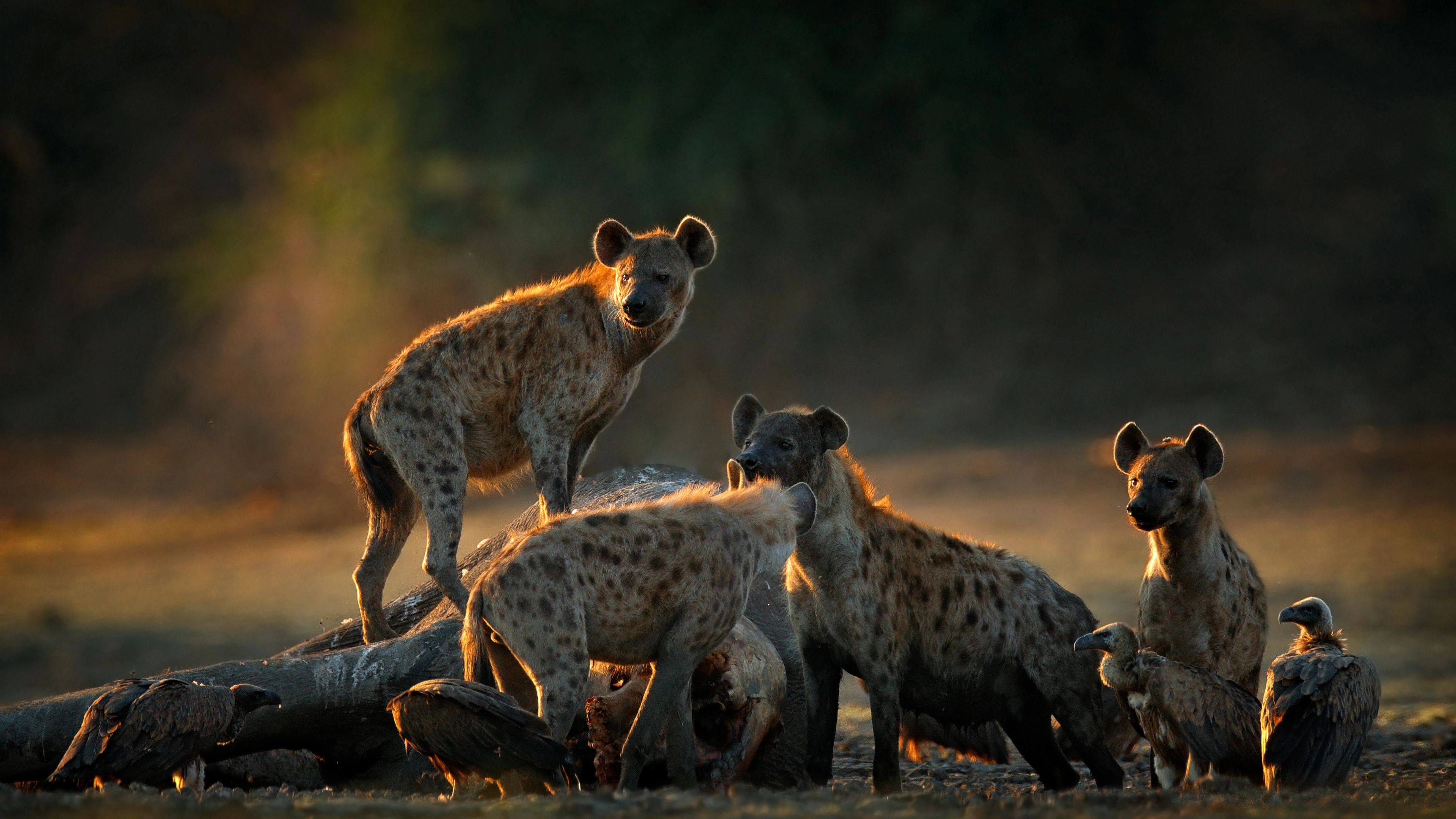 Africa Collection Holiday