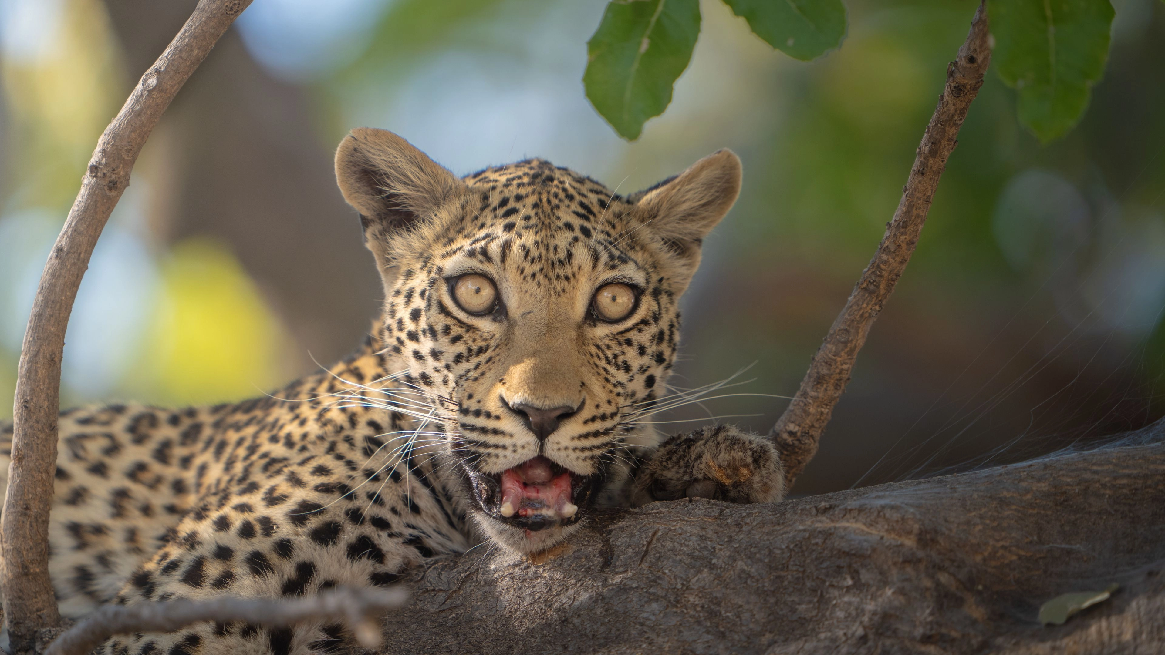 Africa Collection Holiday