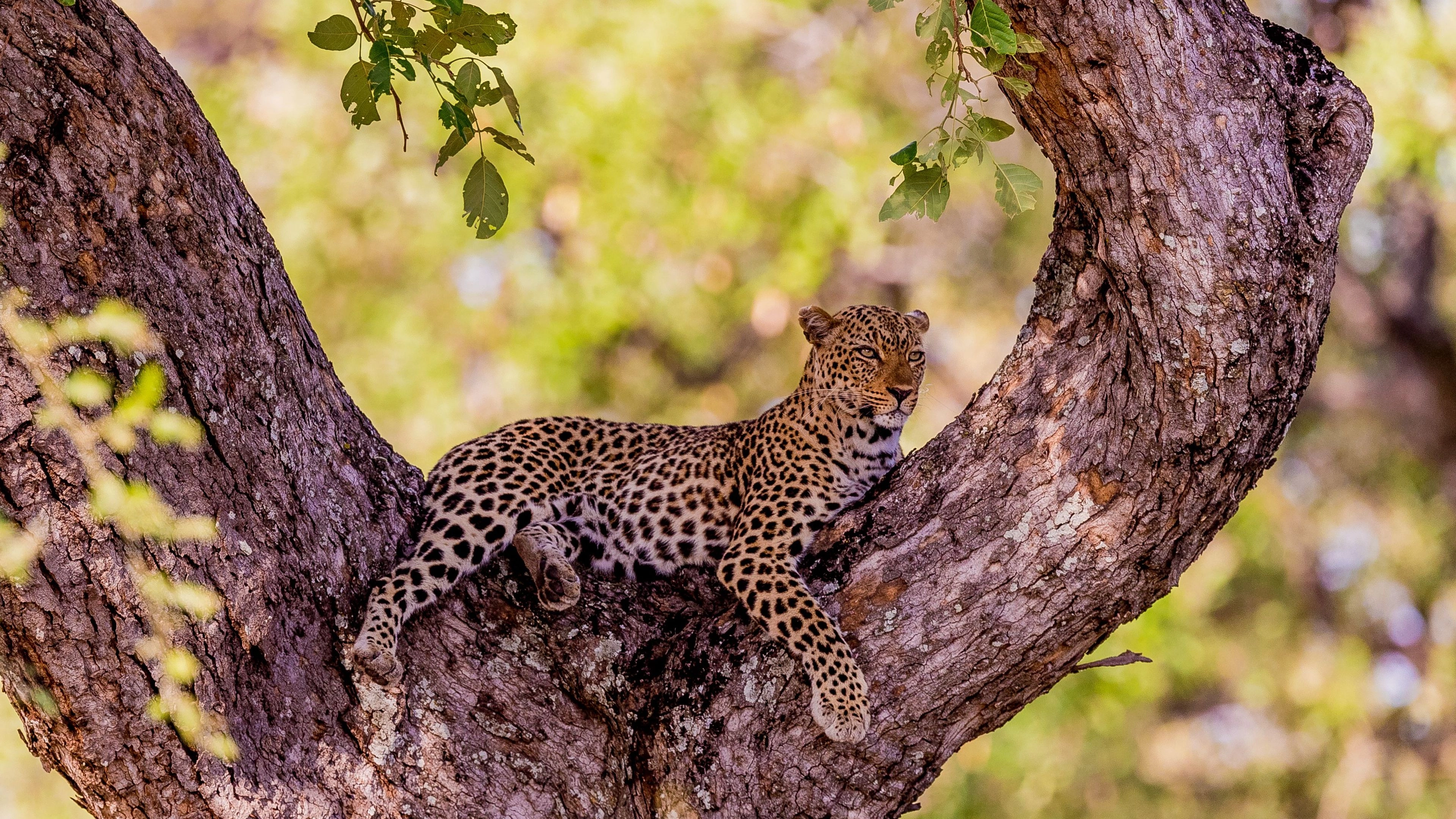 Africa Collection Holiday