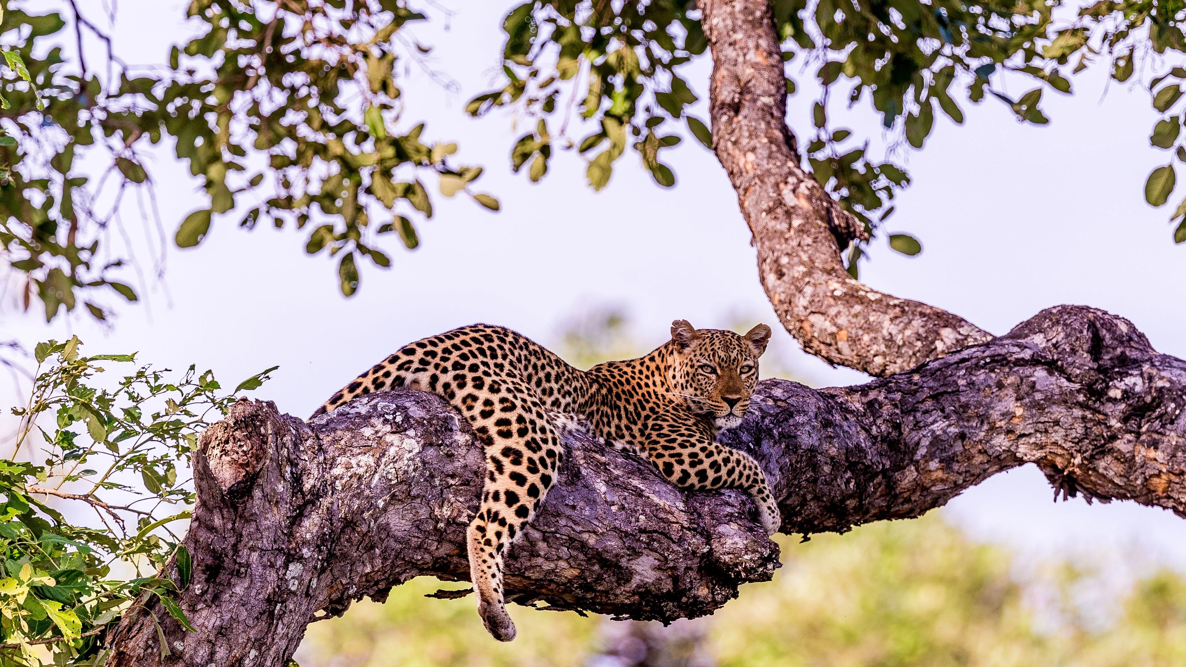 Africa Collection Holiday