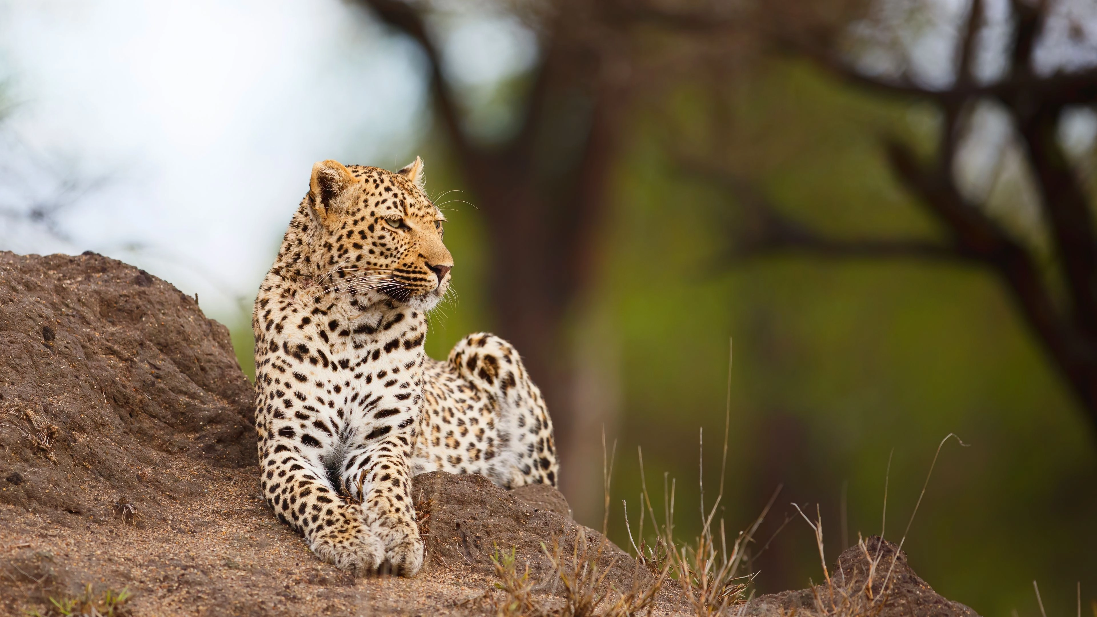 Africa Collection Holiday