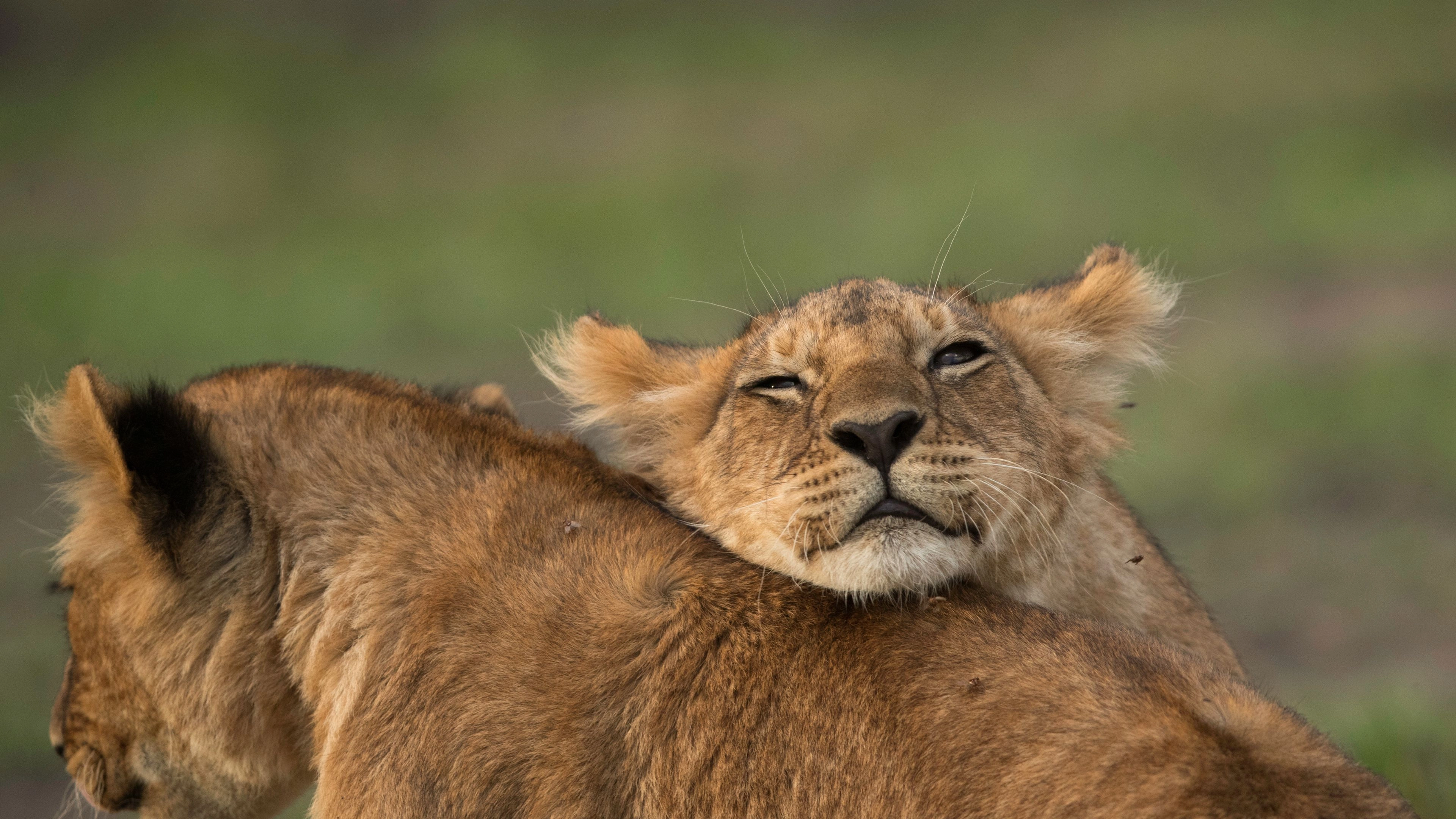 Africa Collection Holiday