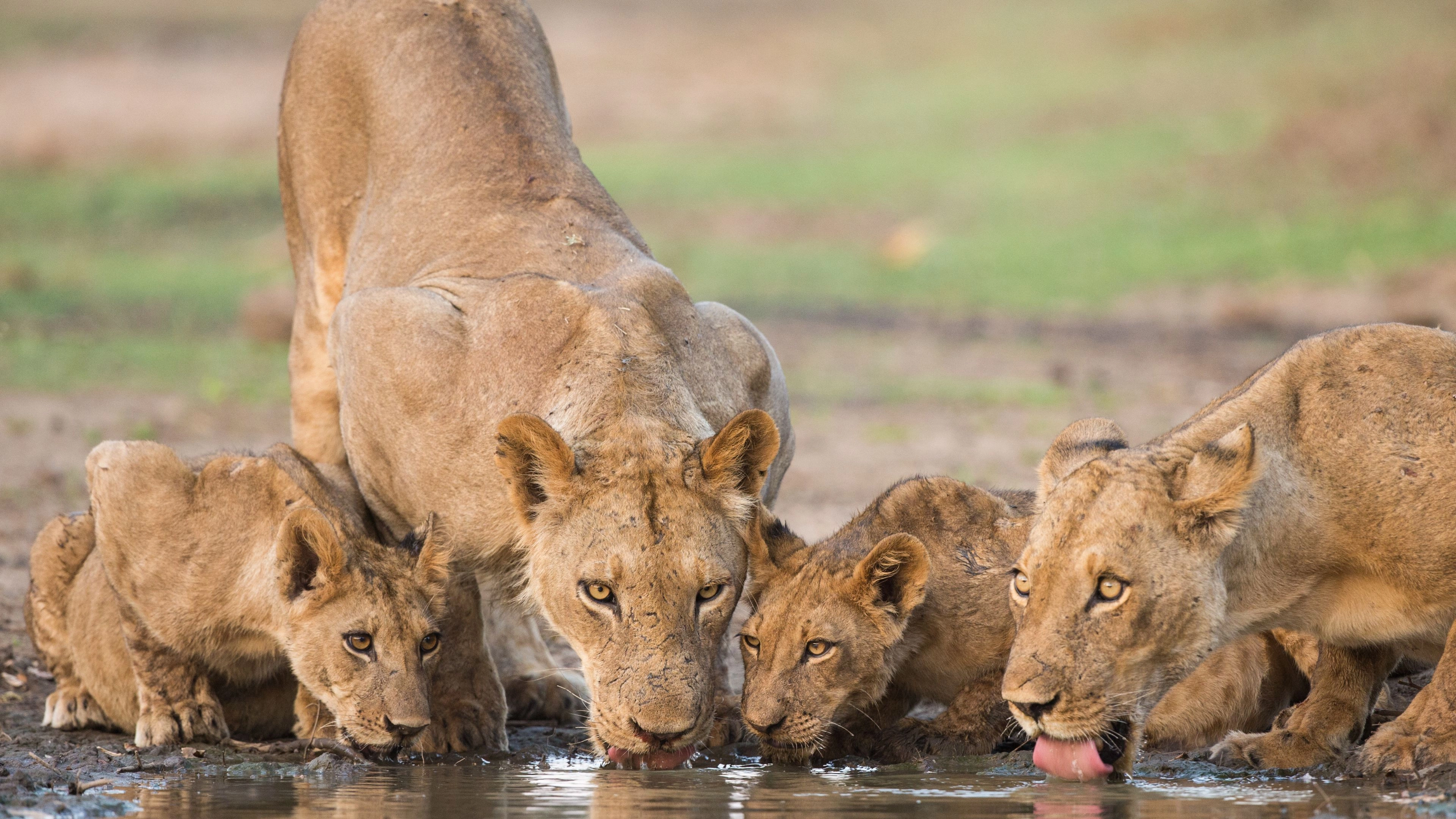 Africa Collection Holiday