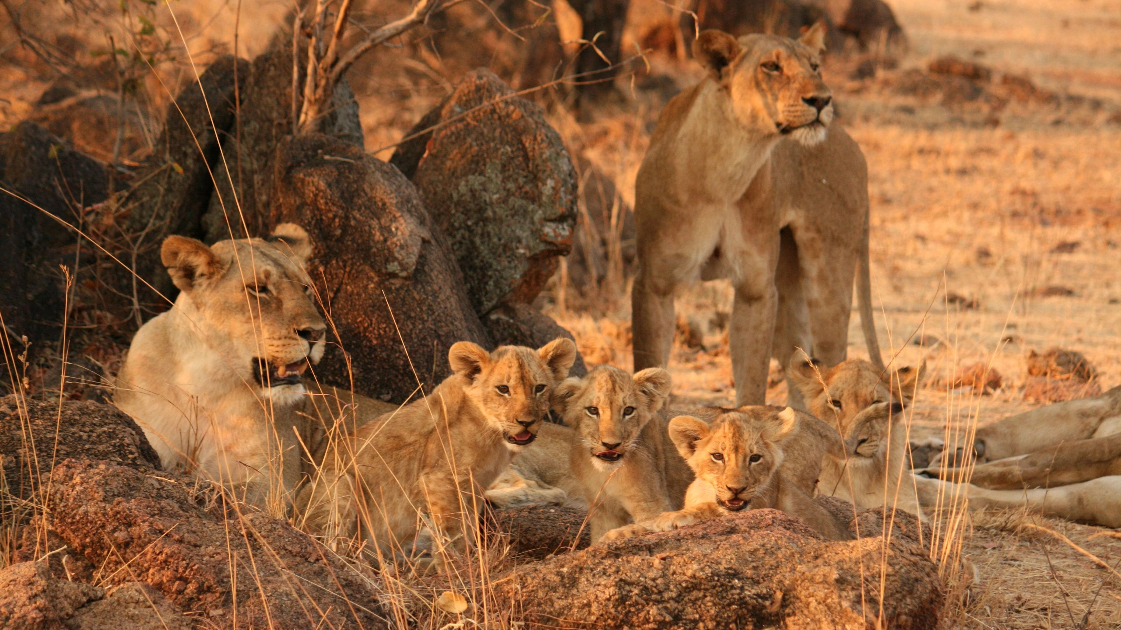 Africa Collection Holiday