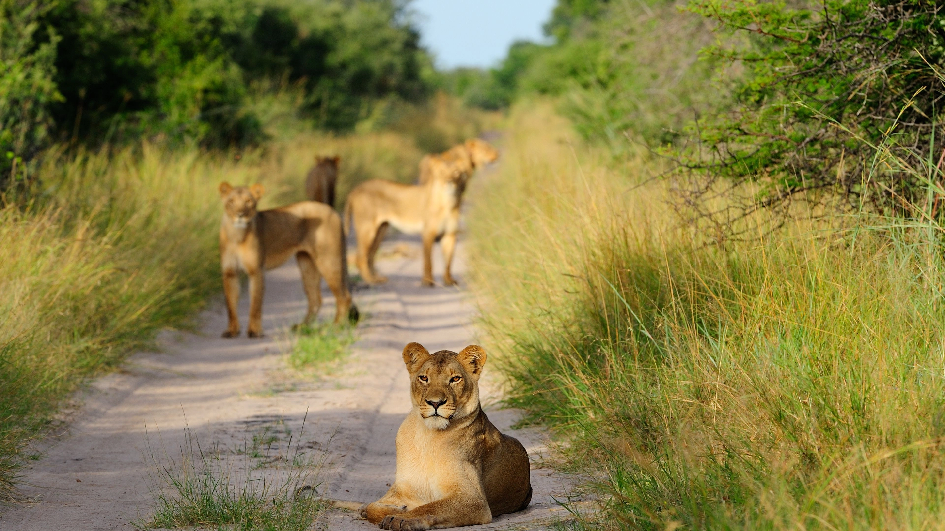 Africa Collection Holiday