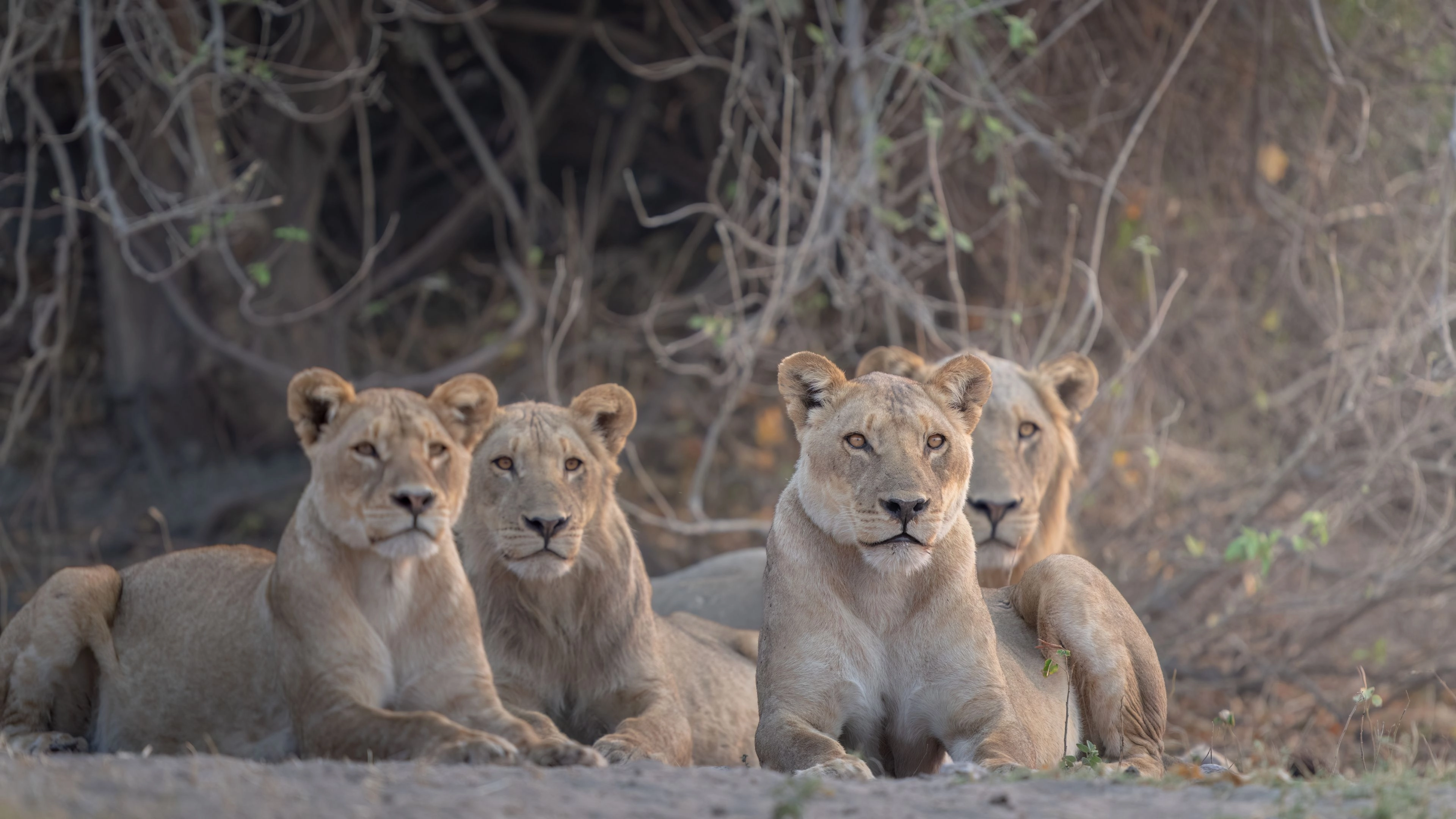 Africa Collection Holiday