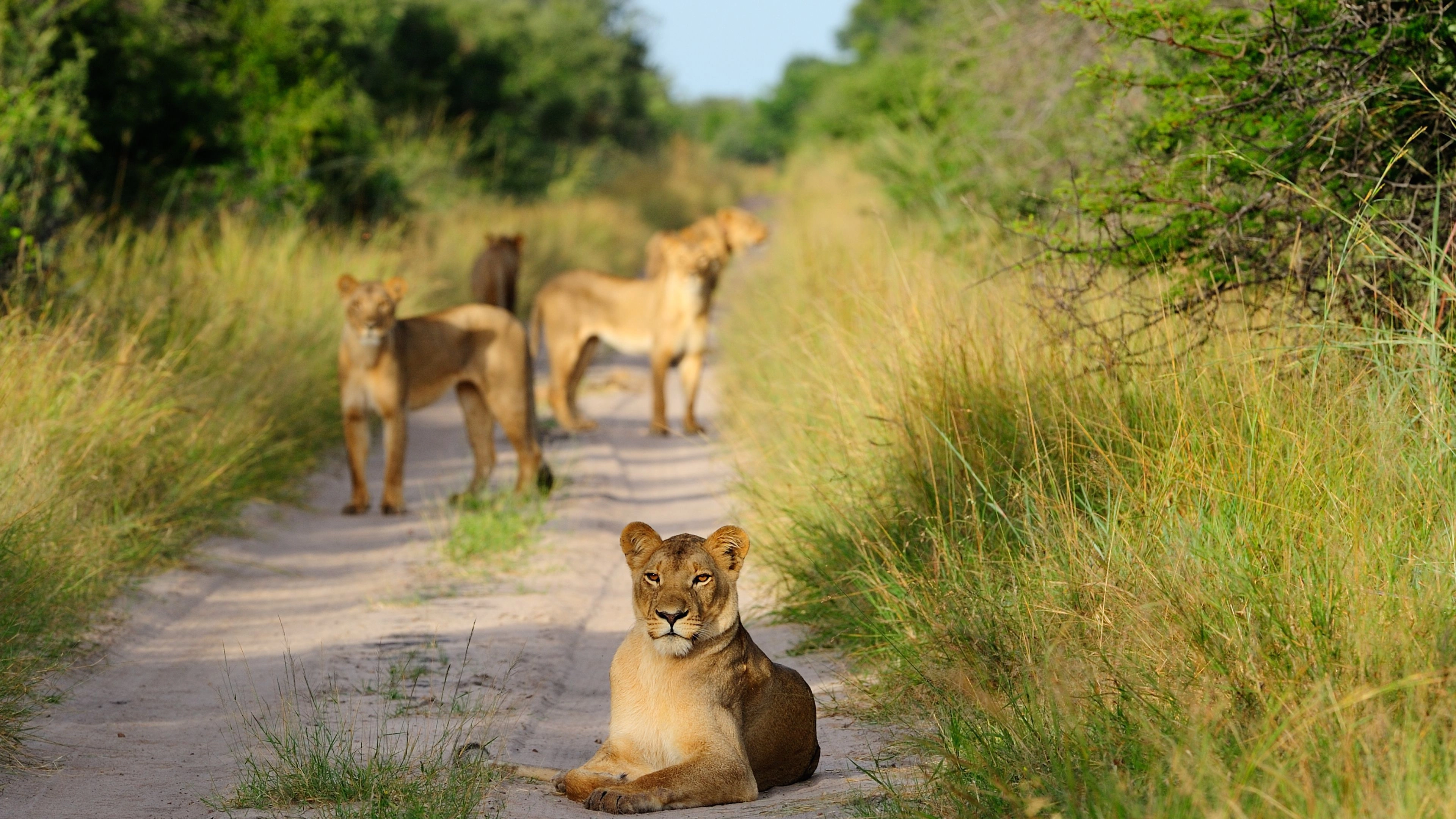 Africa Collection Holiday