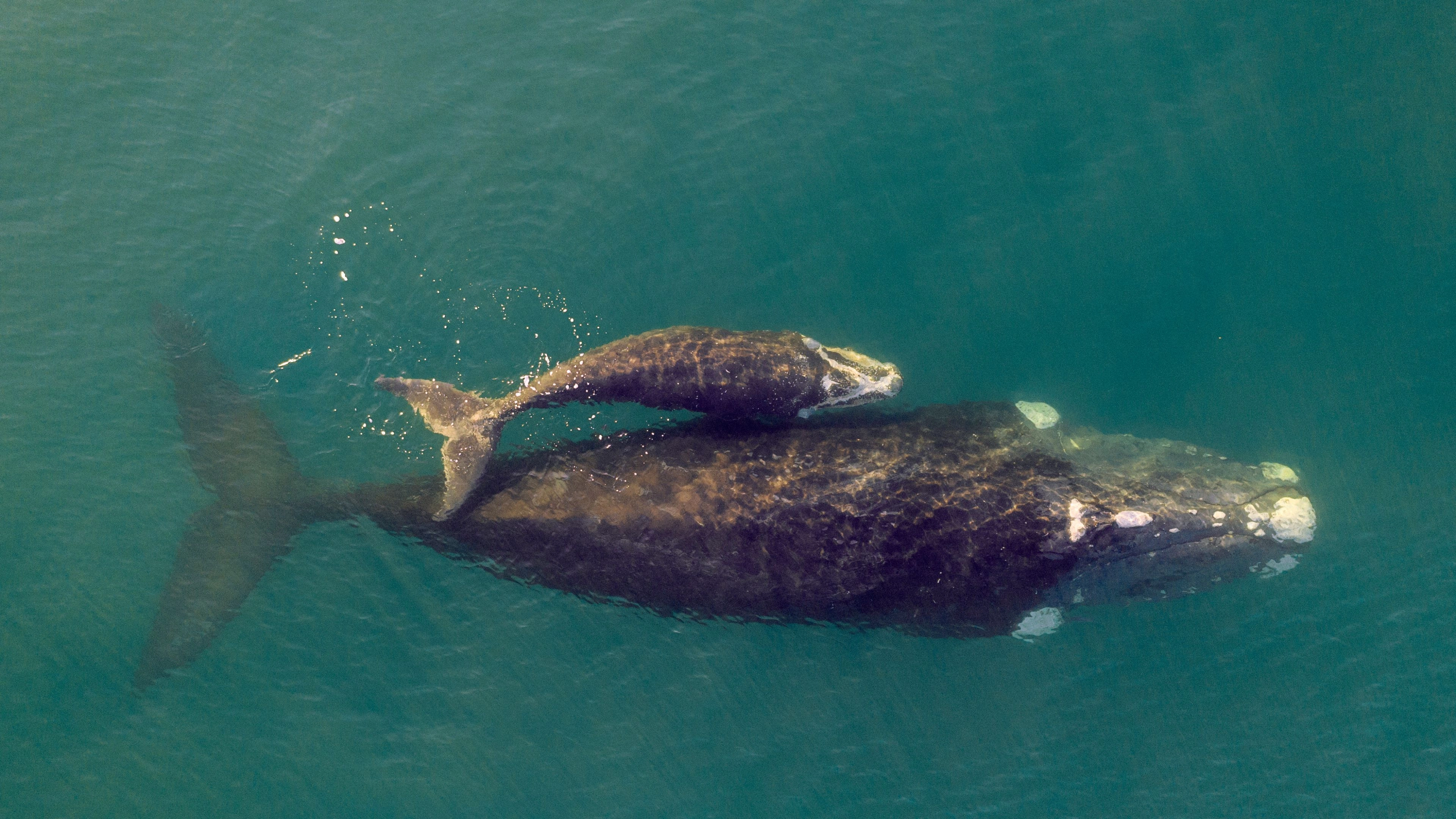 Africa Collection Holiday