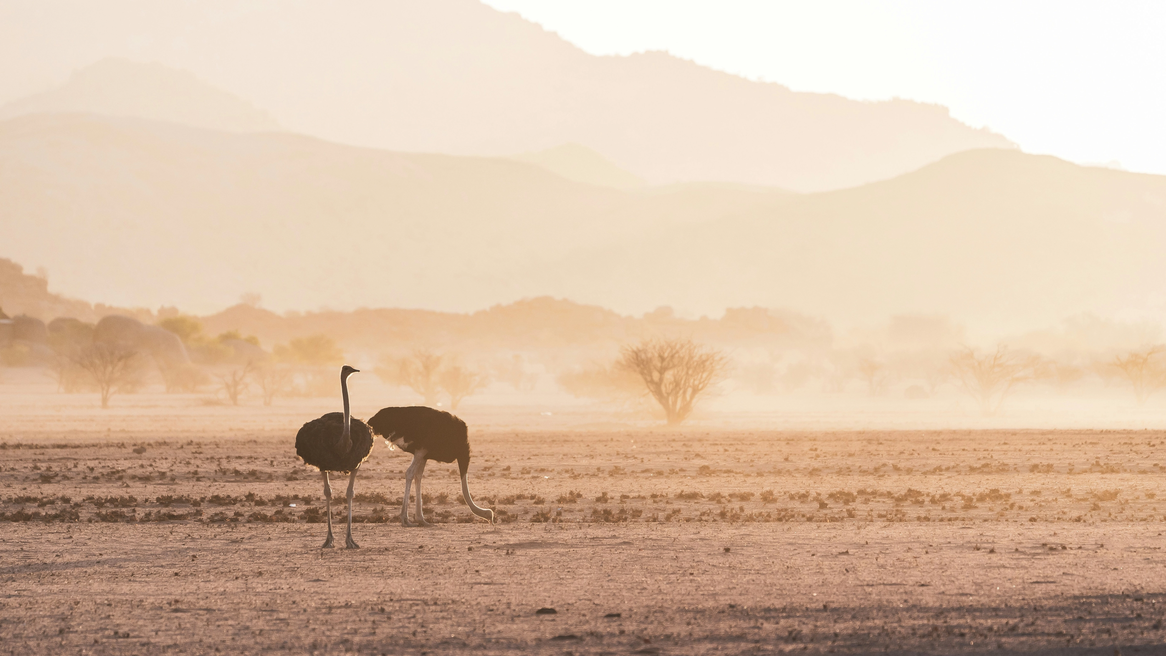 Africa Collection Holiday