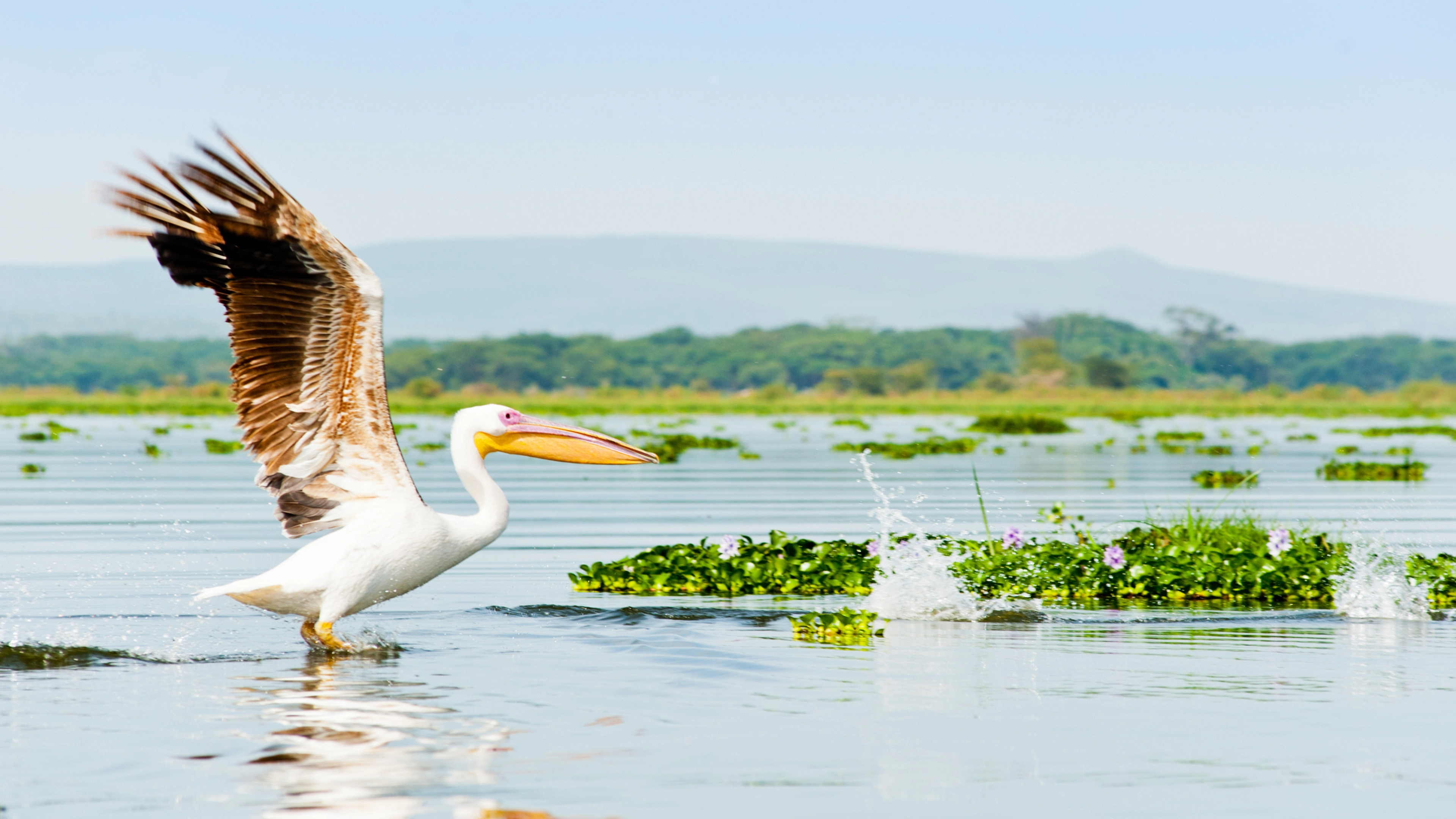 Africa Collection Holiday