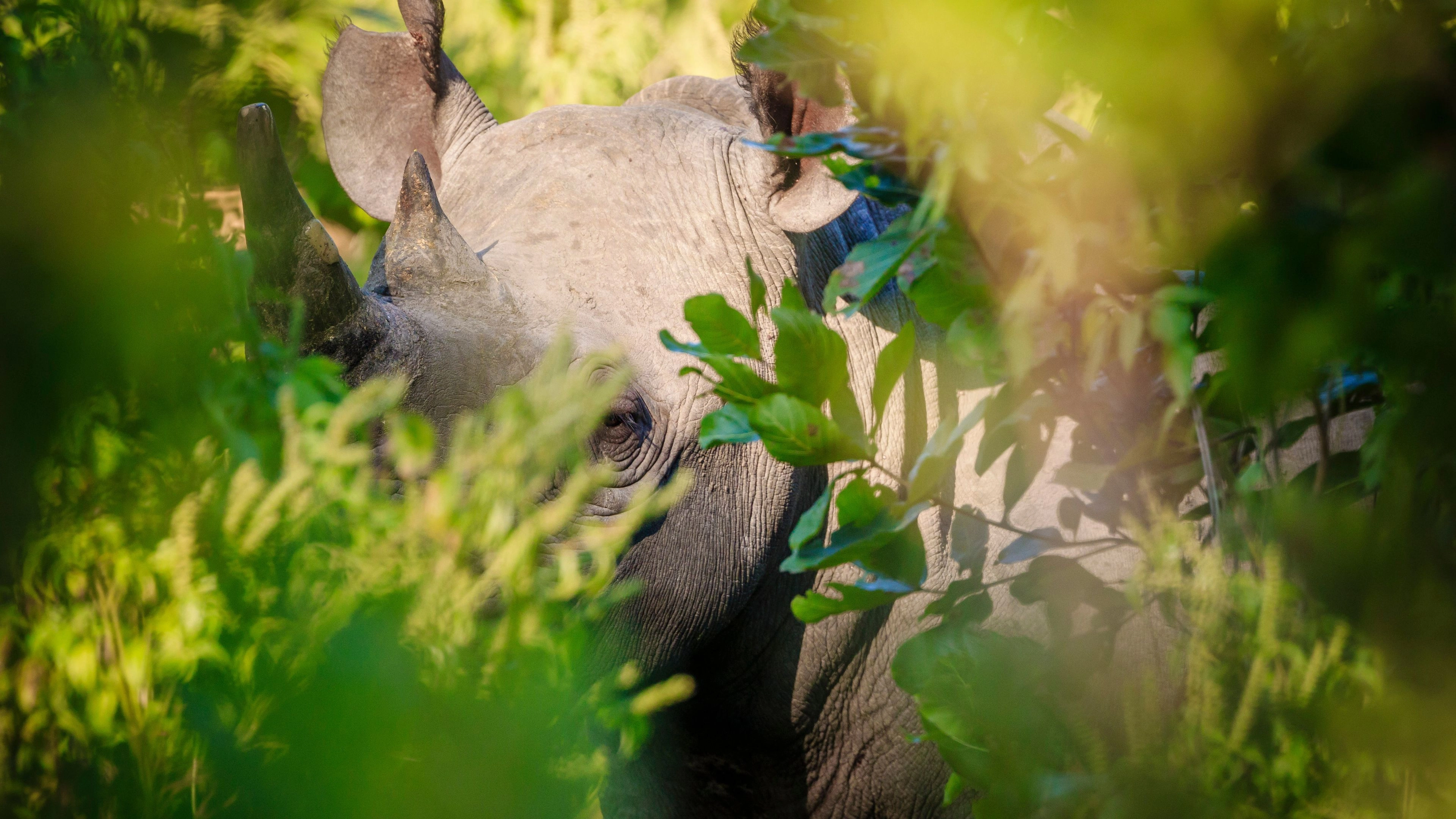 Africa Collection Holiday