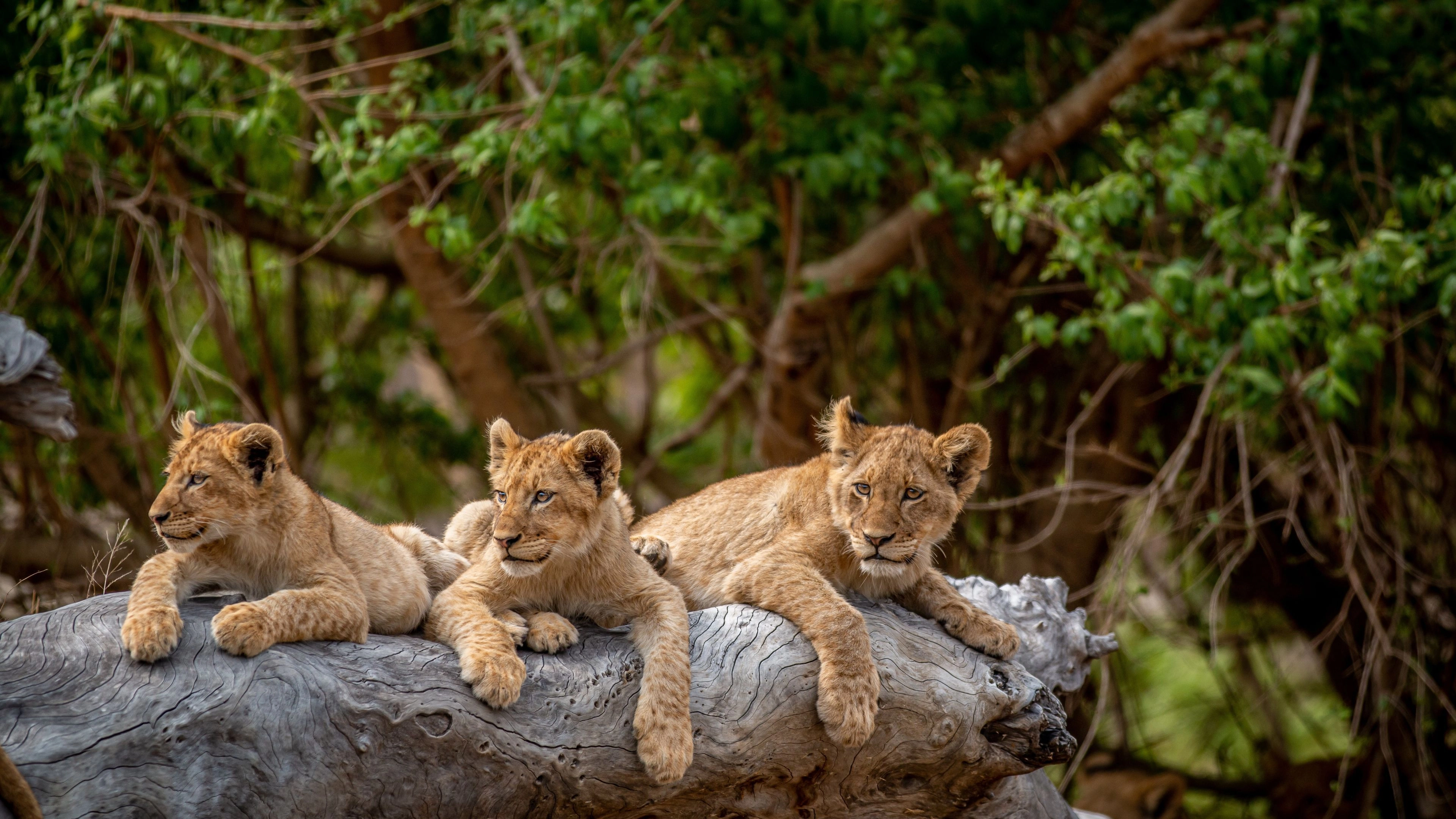 Africa Collection Holiday