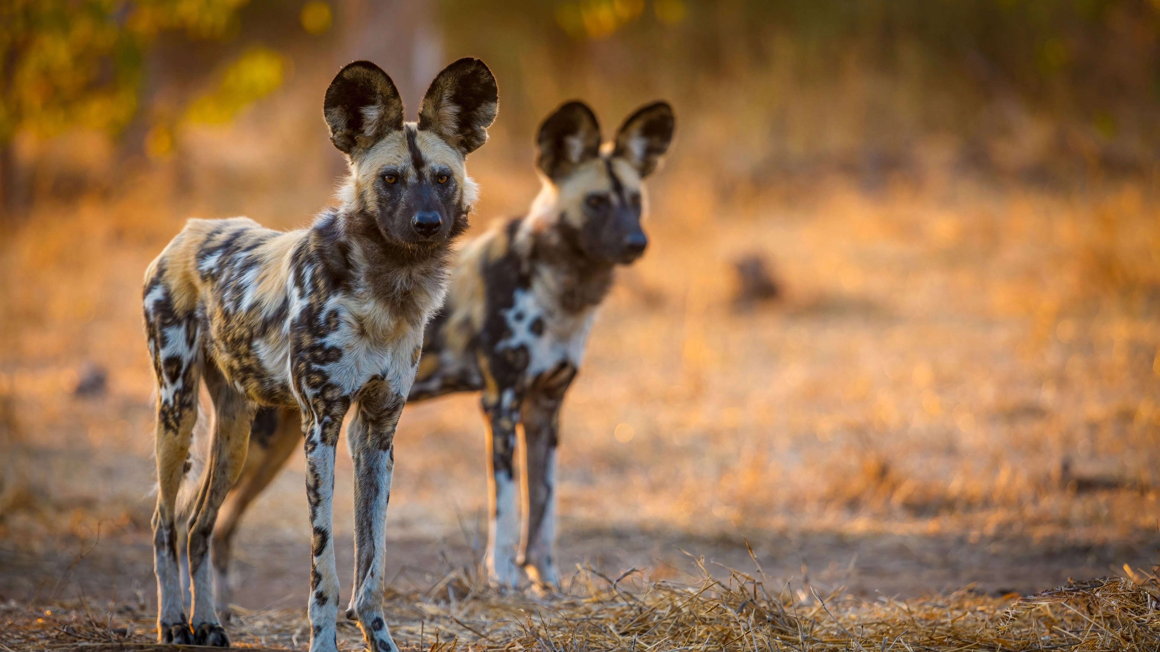 Africa Collection Holiday