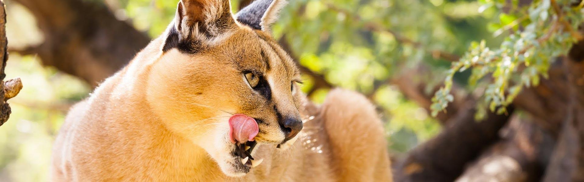 Africa Collection Holiday