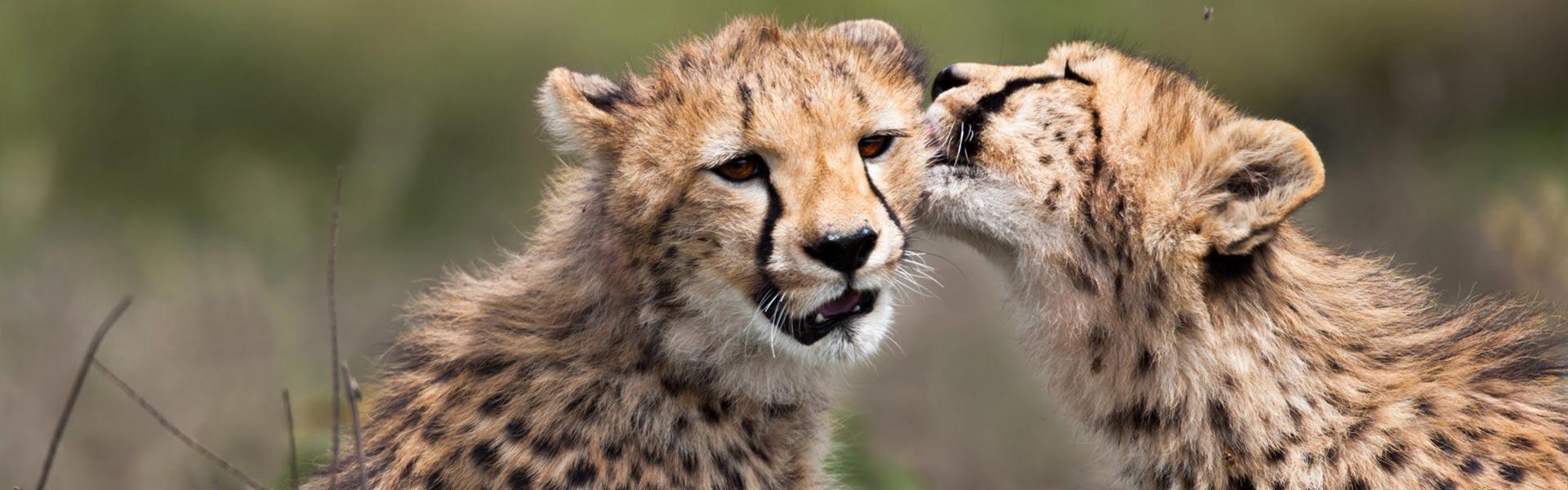 Africa Collection Holiday