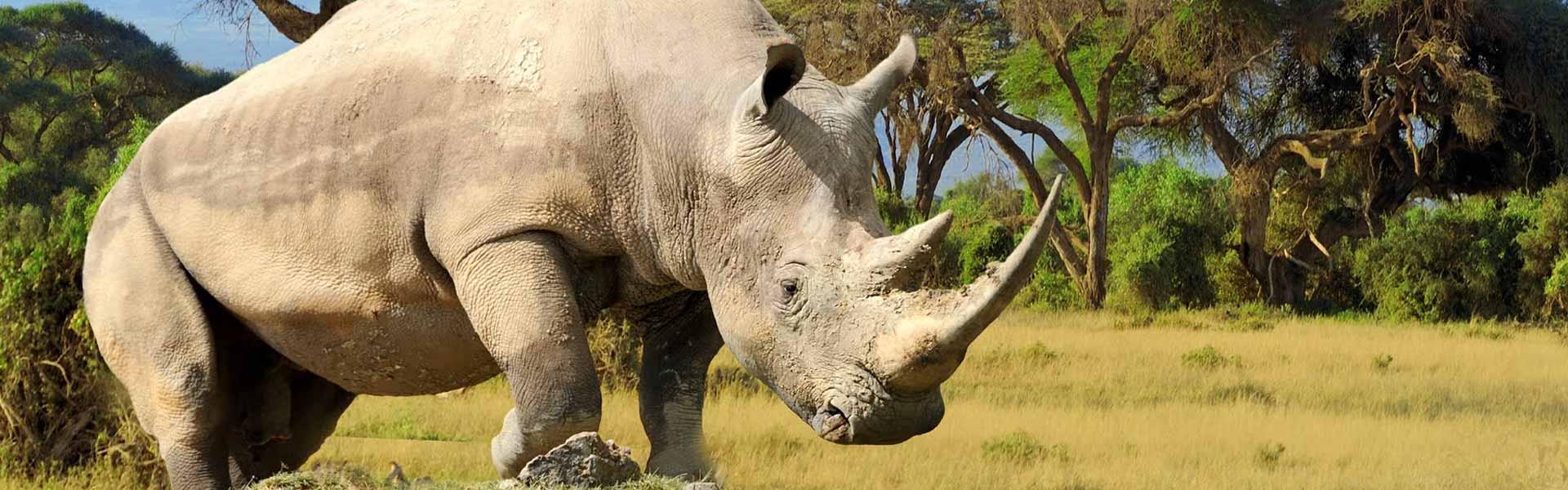 Africa Collection Holiday