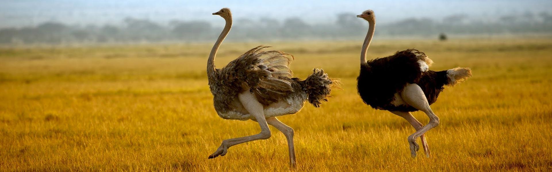 Africa Collection Holiday