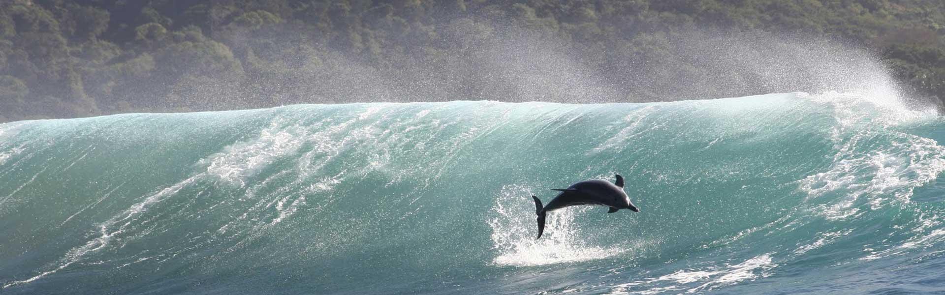 Africa Collection Holiday