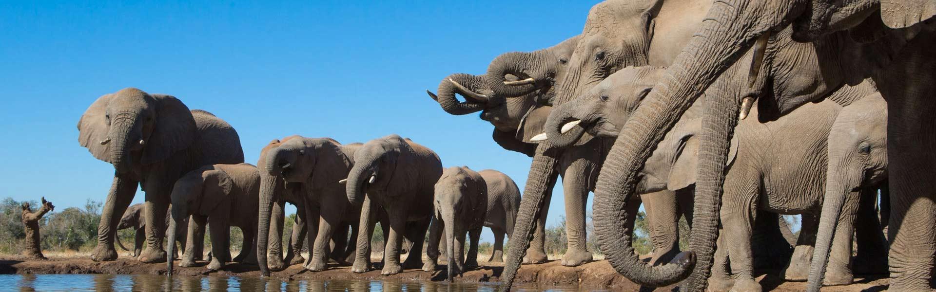 Africa Collection Holiday