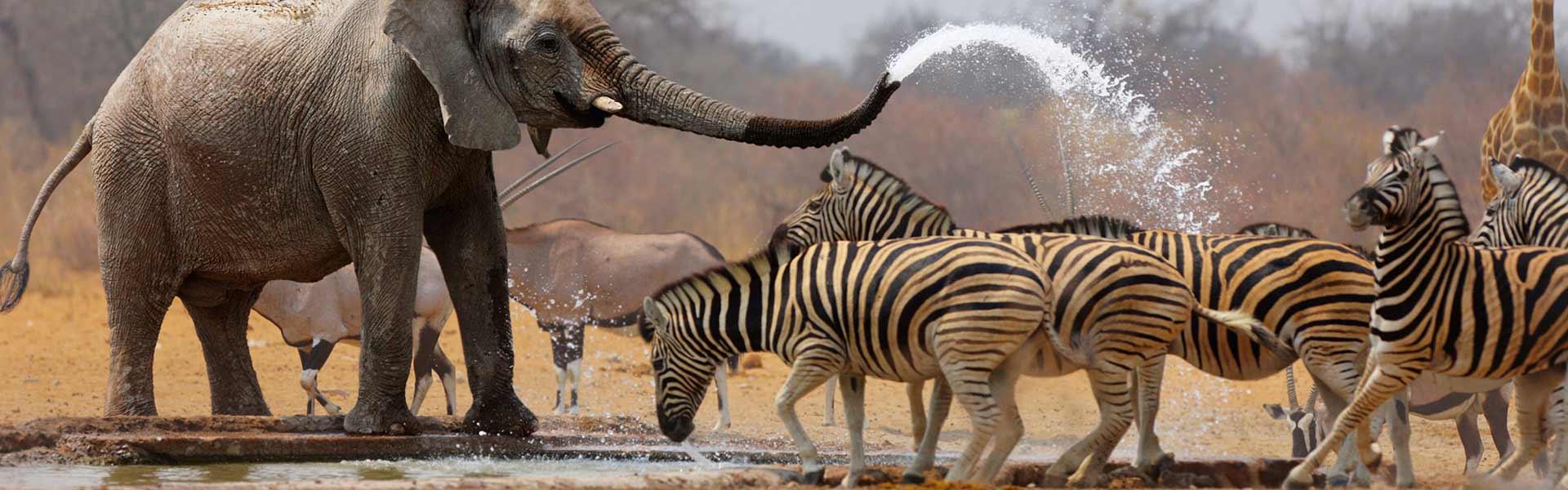 Africa Collection Holiday