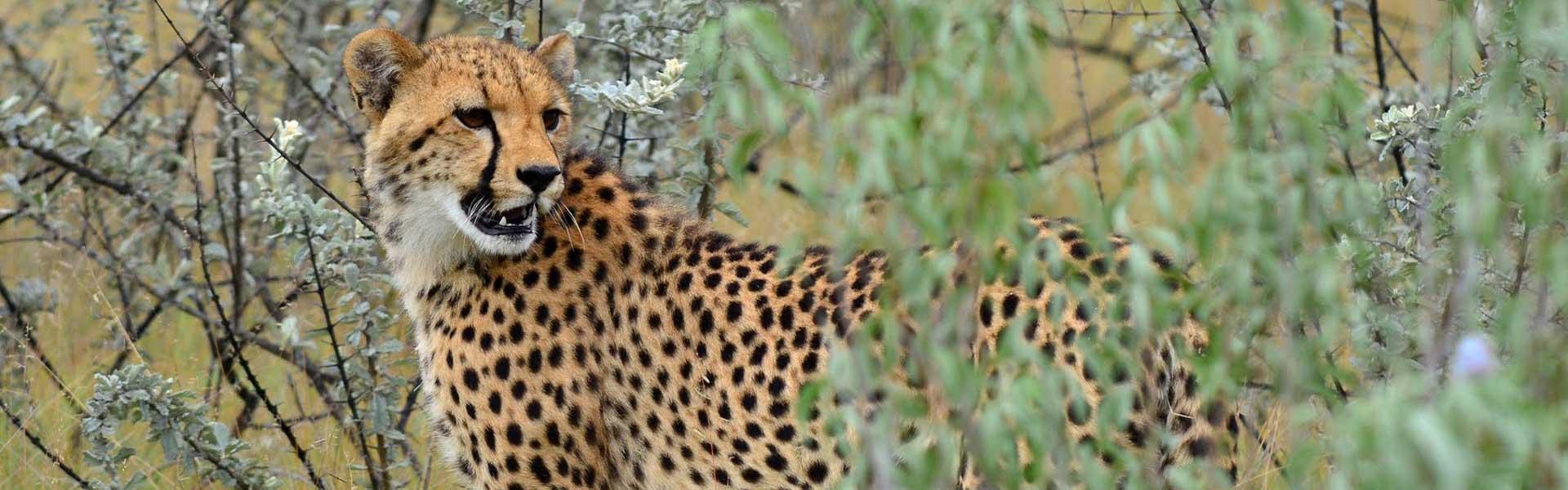 Africa Collection Holiday