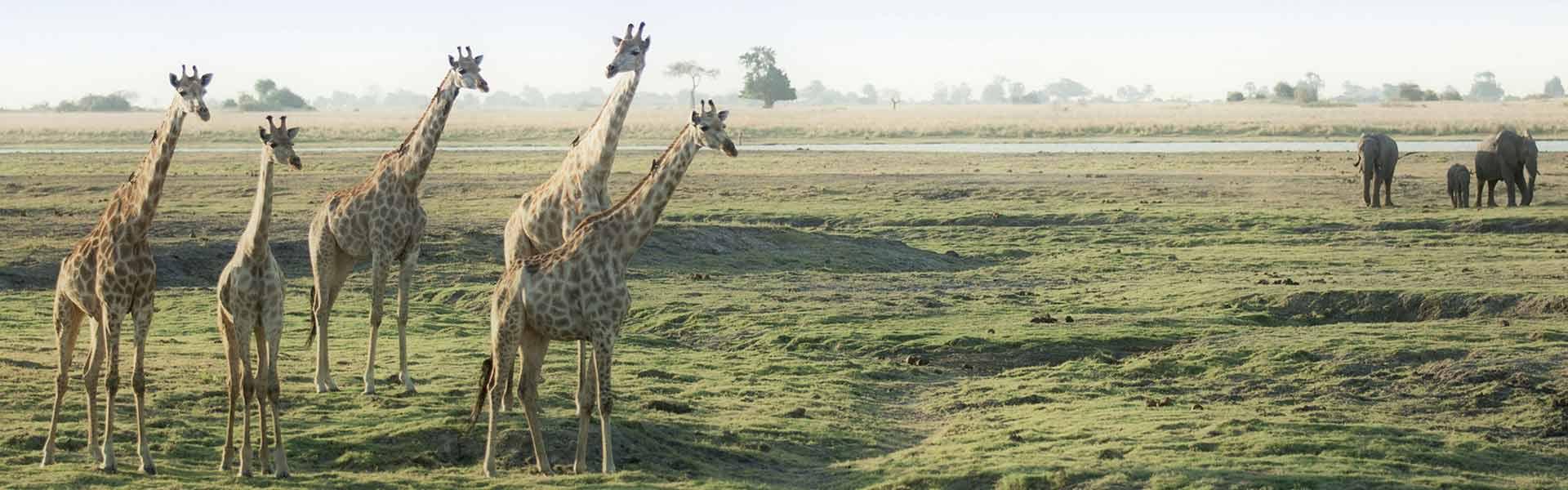 Africa Collection Holiday