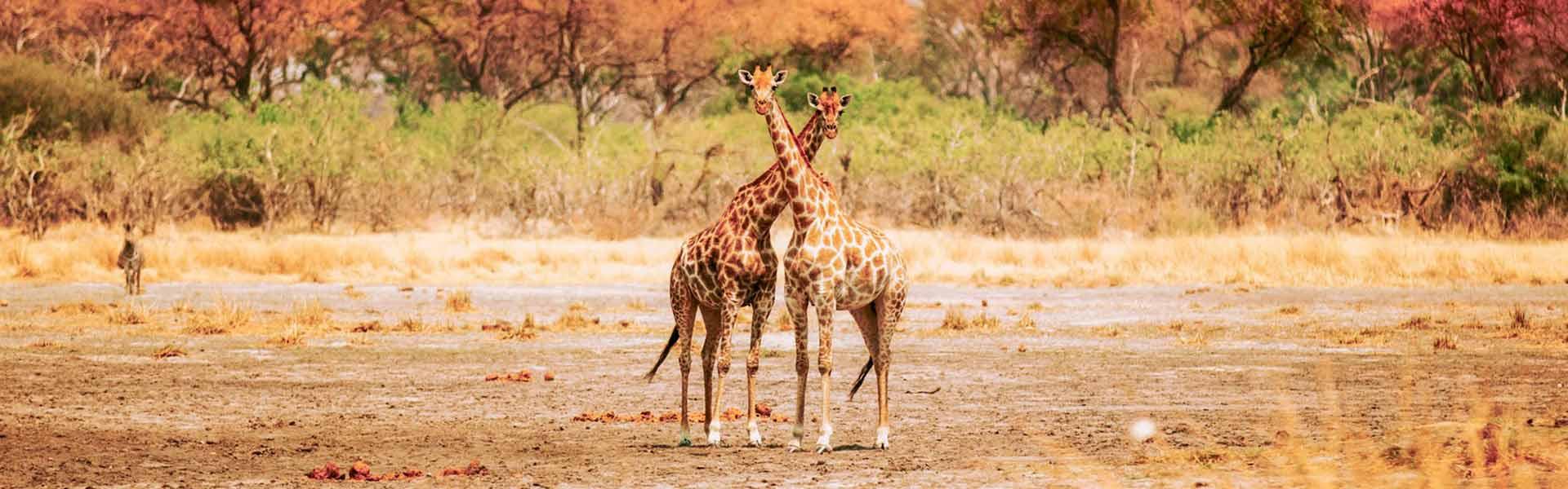 Africa Collection Holiday