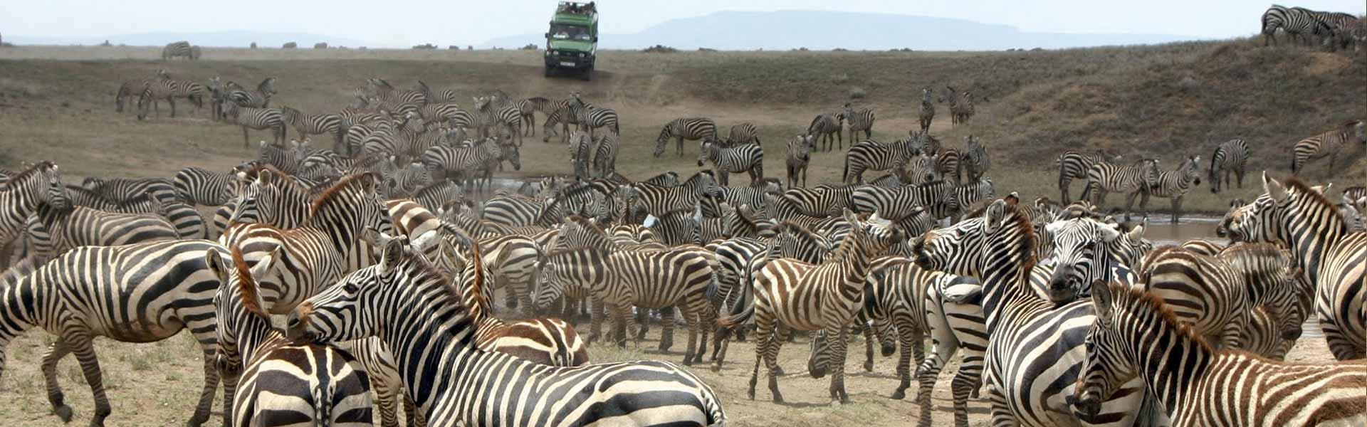 Africa Collection Holiday