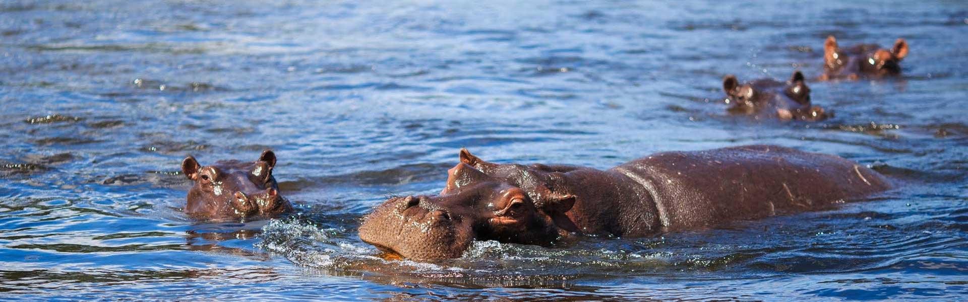 Africa Collection Holiday